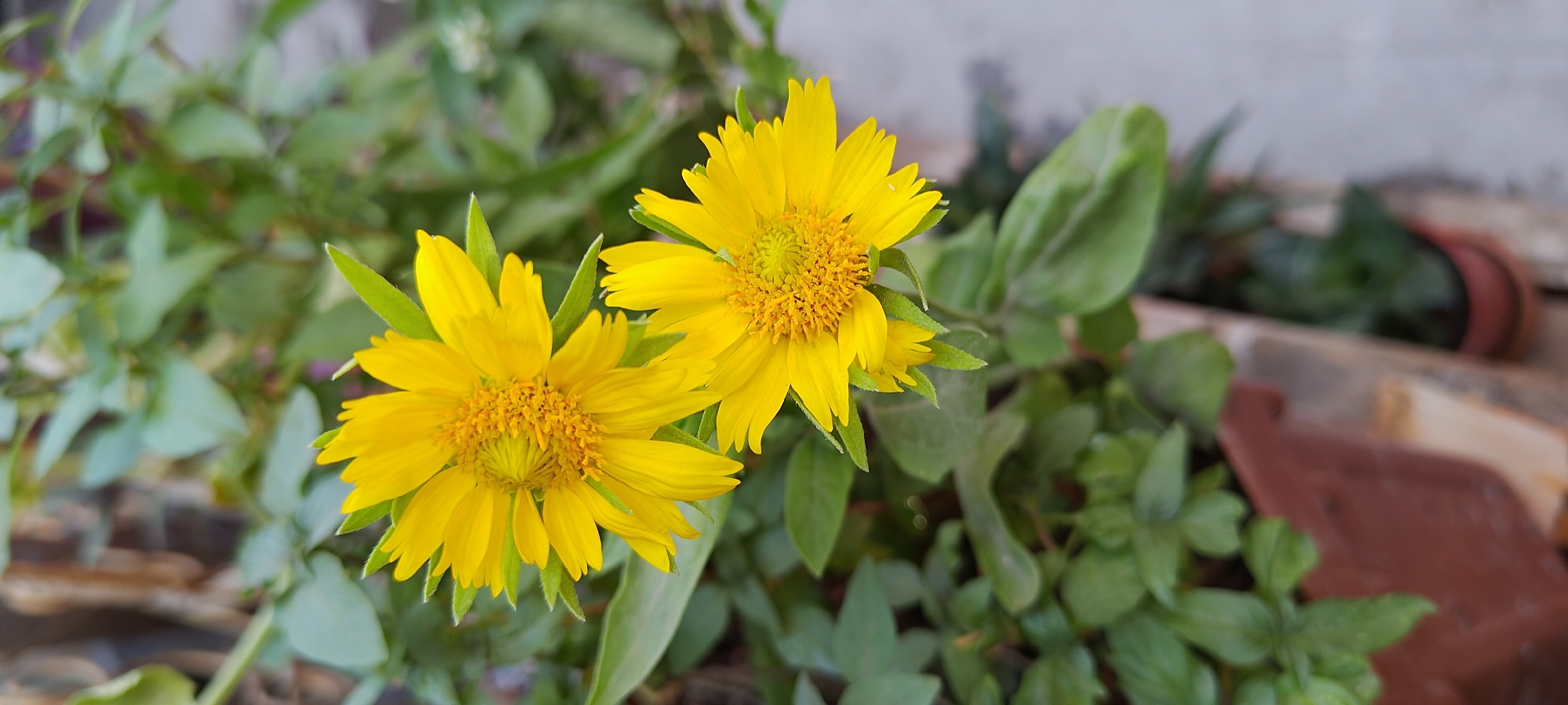 This is a close-up, vertical, eye-level shot of two vibrant yellow flowers with prominent yellow centers, set against a blurred background of green foliage. The flowers, likely a species of aster or daisy, have numerous ray florets that are elongated and pointed. The centers of the flowers are composed of many tiny tubular florets, giving them a textured appearance. The petals are a bright, sunny yellow, with some slight waviness. Green leaves, some glossy and others with a matte finish, surround the flowers. The lower portion of the image shows the blurred rim of a brown planter. The environment suggests an outdoor setting, possibly a garden or a balcony in Khujand, Tajikistan, where the flowers are growing in a pot. The lighting appears natural, highlighting the colors of the flowers and foliage.