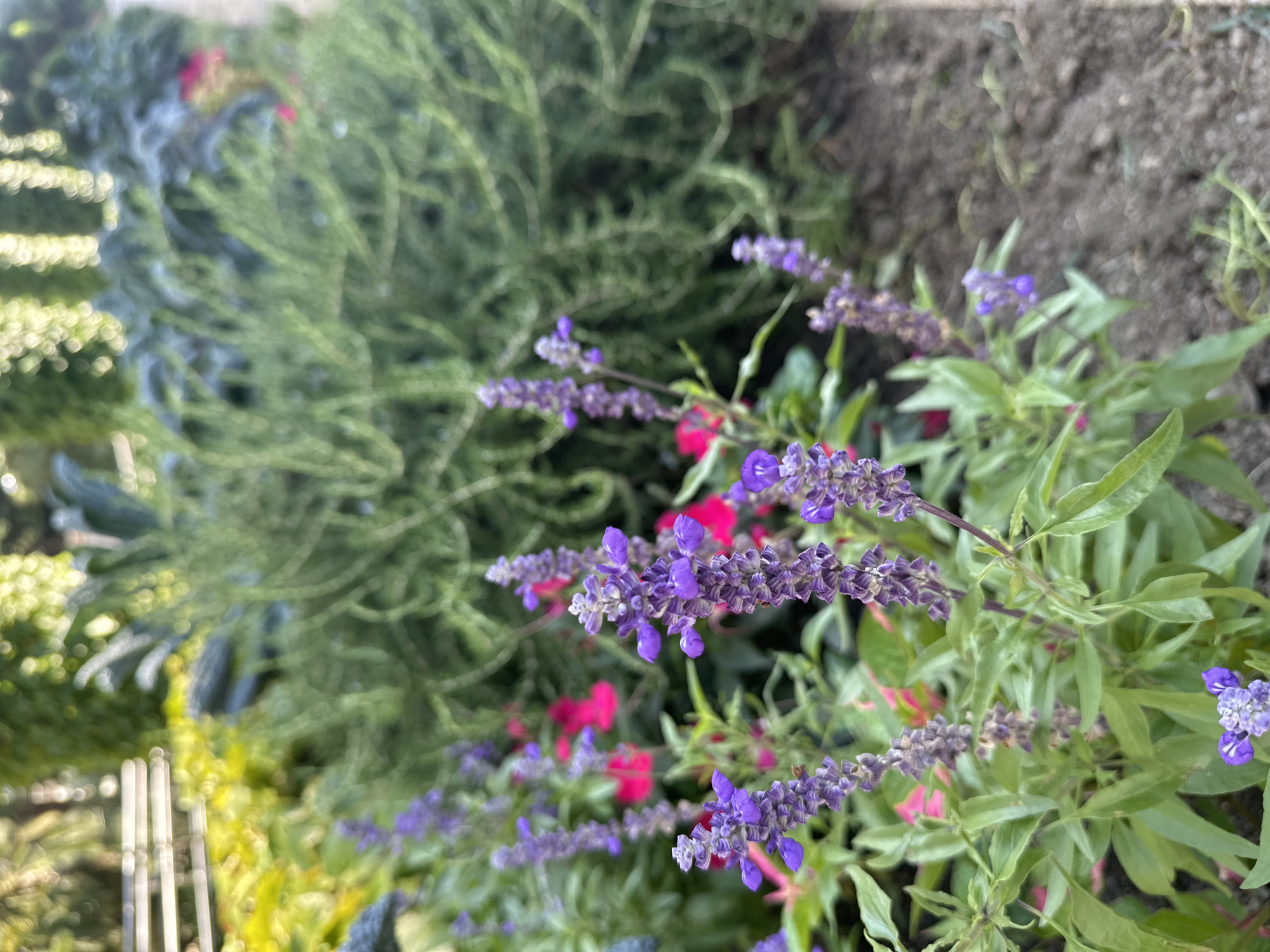 This is a close-up, shallow depth-of-field shot of purple salvia flowers and some bright pink flowers in a garden bed. The flowers are in focus in the foreground, with green foliage and a blurred background of lush greenery and soil. The overall impression is one of vibrant, natural beauty. No specific landmarks are visible to determine a location in Sochi, Russia.