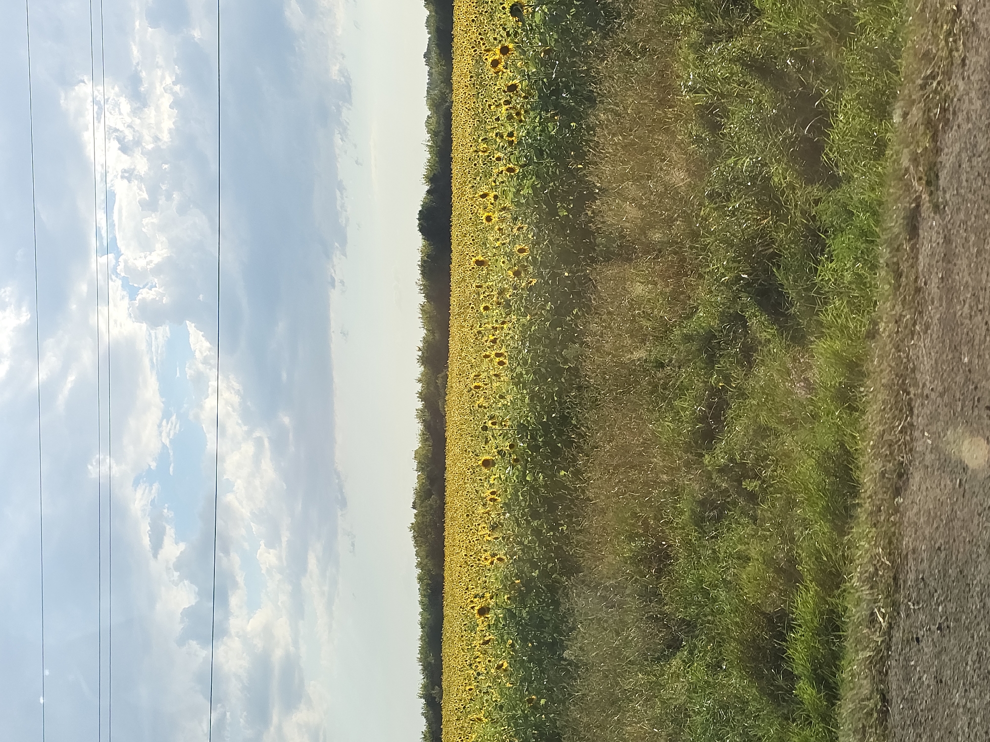 A horizontal, eye-level shot captures a vast field of sunflowers under a partly cloudy sky. The sunflowers, mostly facing upwards, form a dense, vibrant yellow carpet, stretching towards a line of dark green trees in the background. In the foreground, a strip of green grass transitions into a rough, gravelly surface, suggesting a roadside. The sky is a mix of pale blue and white clouds, with thin, dark wires crisscrossing horizontally near the top of the frame. The image appears to be taken during daylight hours, with soft sunlight illuminating the scene. The location is identified as Karsy, Russia, though no specific landmarks are visible. No people or animals are present in the image, and no actions are depicted.