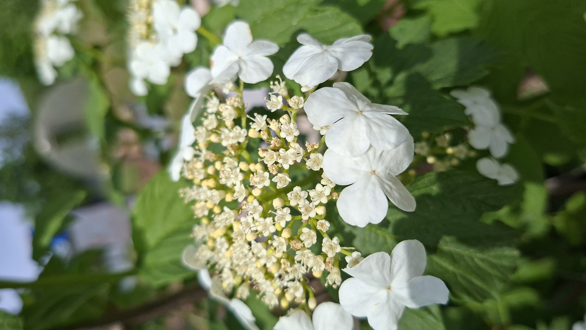 The image shows a close-up view of white flowers with small, light yellow centers, surrounded by green leaves. The flowers appear to be in bloom, with some fully open and others still in bud. The location is Большой Букор, Russia.