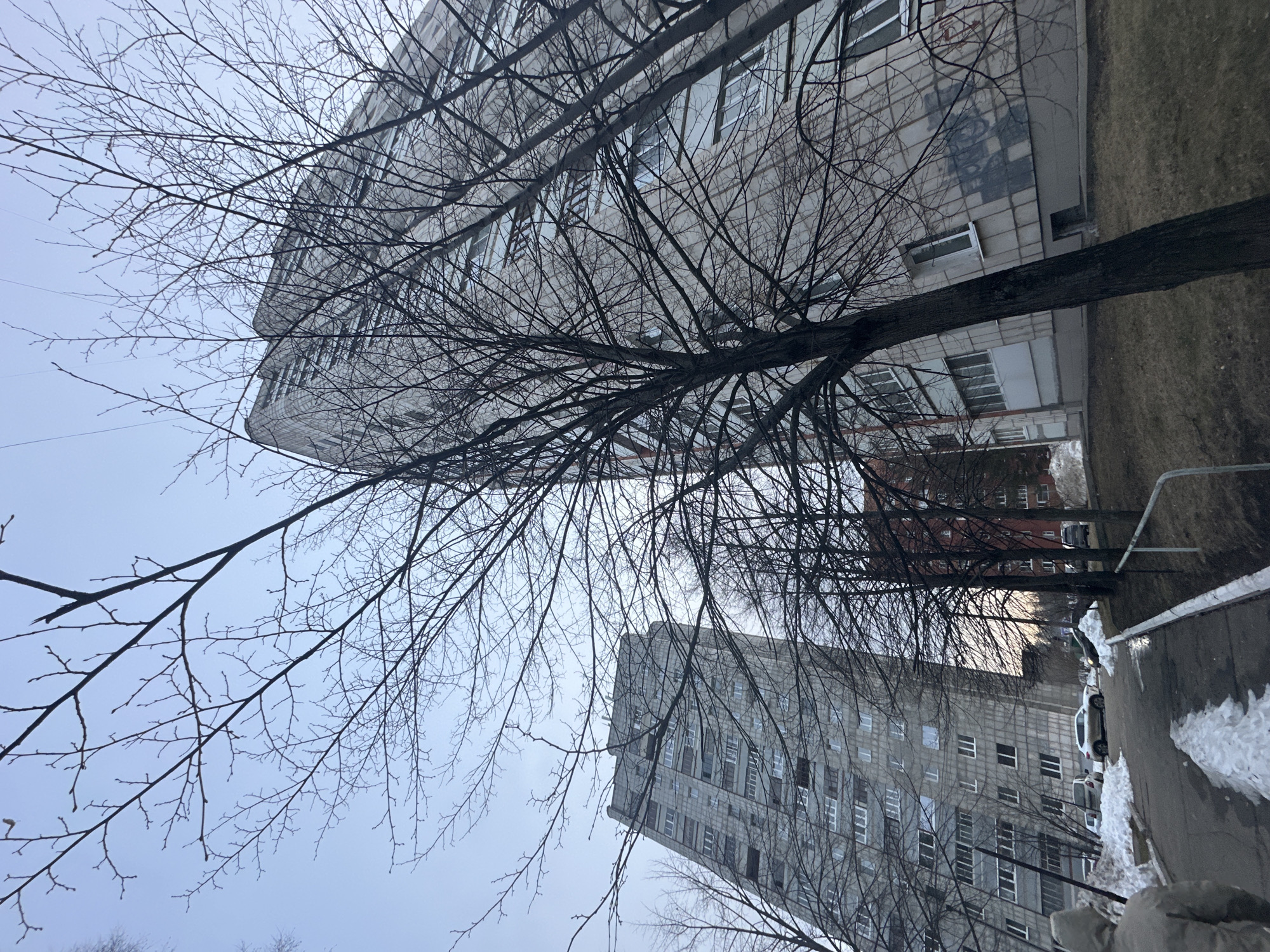 The scene depicts an urban residential environment in Chaikovsky, Russia, during what appears to be late winter or early spring. Two prominent, tall, multi-story apartment buildings, constructed with light-grey concrete panels, dominate the background. The building on the right exhibits dark graffiti or markings on its lower facade. Numerous deciduous trees, bare of leaves, are distributed across the foreground and midground, their dark branches extending upwards against a pale, overcast sky. A paved asphalt path or driveway curves from the lower-left towards the midground, featuring scattered patches of melting snow. A metal handrail runs along the right side of this path. Several parked vehicles are visible, including a light-colored SUV positioned near the rightmost building. An individual, partially visible from the lower-left corner and seen from behind, wears a light-colored hooded jacket. A smaller, red-brick building is partially visible in the distance between the two primary apartment blocks.
