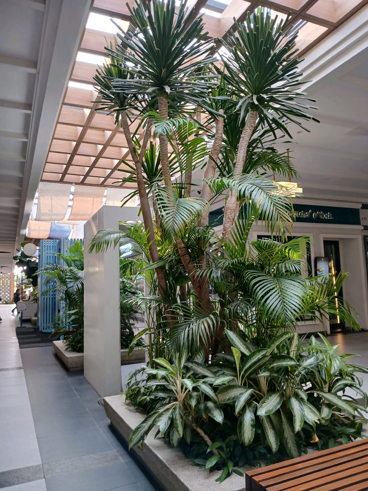 This is an eye-level, full-shot, outdoor photograph of an indoor shopping mall atrium in North Jakarta, Indonesia, featuring a cluster of large indoor plants. The plants, including palm trees and lower leafy plants, are centrally located in raised concrete planters. The atrium has a wooden slatted ceiling with translucent panels that allow natural light to filter through. To the left of the planters, a pathway runs along the length of the mall, with a white partition and a blue decorative screen visible. A person is walking away from the camera on the left side of the pathway. To the right of the planters, a wooden bench is partially visible. In the background, there is a storefront with green signage and doors. The overall impression is one of a well-lit, green, and airy shopping environment.