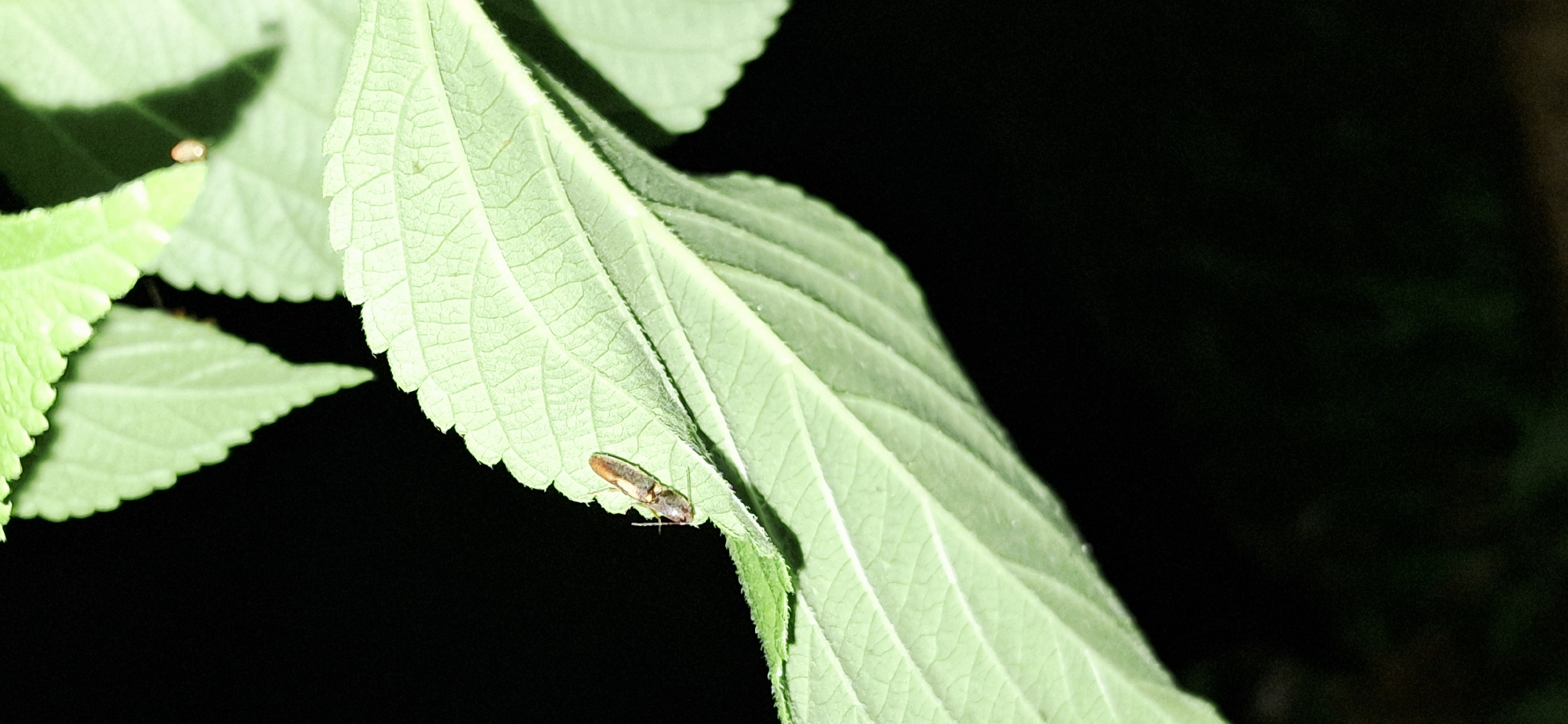 A close-up, low-light shot captures a small, brown insect resting on a textured, light green leaf. The insect, oriented horizontally, is positioned on the left side of the leaf, with its head pointing towards the left edge. Its body appears elongated and segmented, with visible antennae extending forward. The leaf itself exhibits prominent veins and a slightly serrated edge, with some parts illuminated by a light source, highlighting its structure. The background is predominantly dark and out of focus, suggesting an evening or night setting. There are no discernible features of the city of Vallecito, Venezuela, visible in this image; the scene is solely focused on the insect and the leaf.