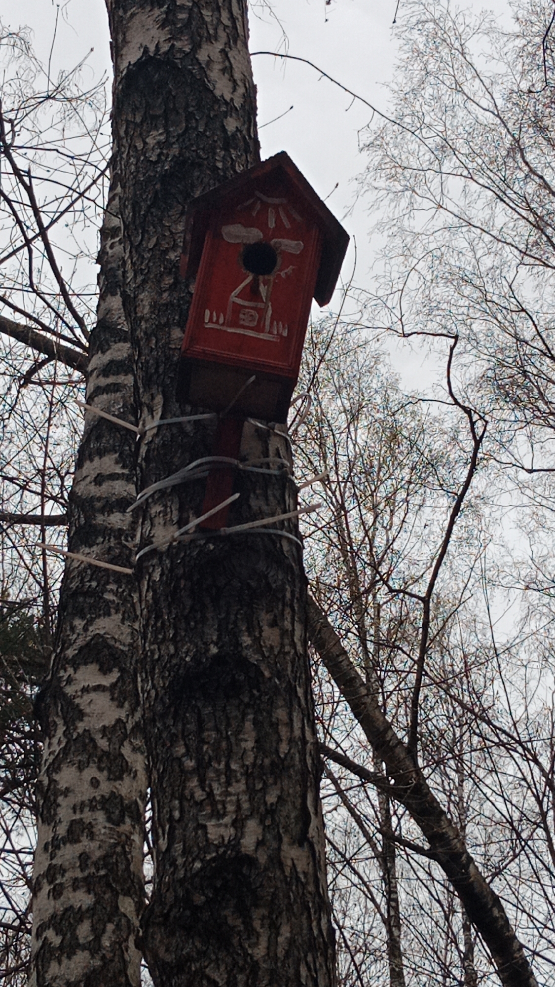 A red birdhouse, decorated with a drawing of a house, a sun, and clouds, is attached to a birch tree. The birdhouse is secured to the tree with cable ties and plastic sticks. The background includes bare branches and an overcast sky. Based on the birch tree and architectural style possibly being visible in other photos from the location, the location may be a park within the city of Moscow, Russia.