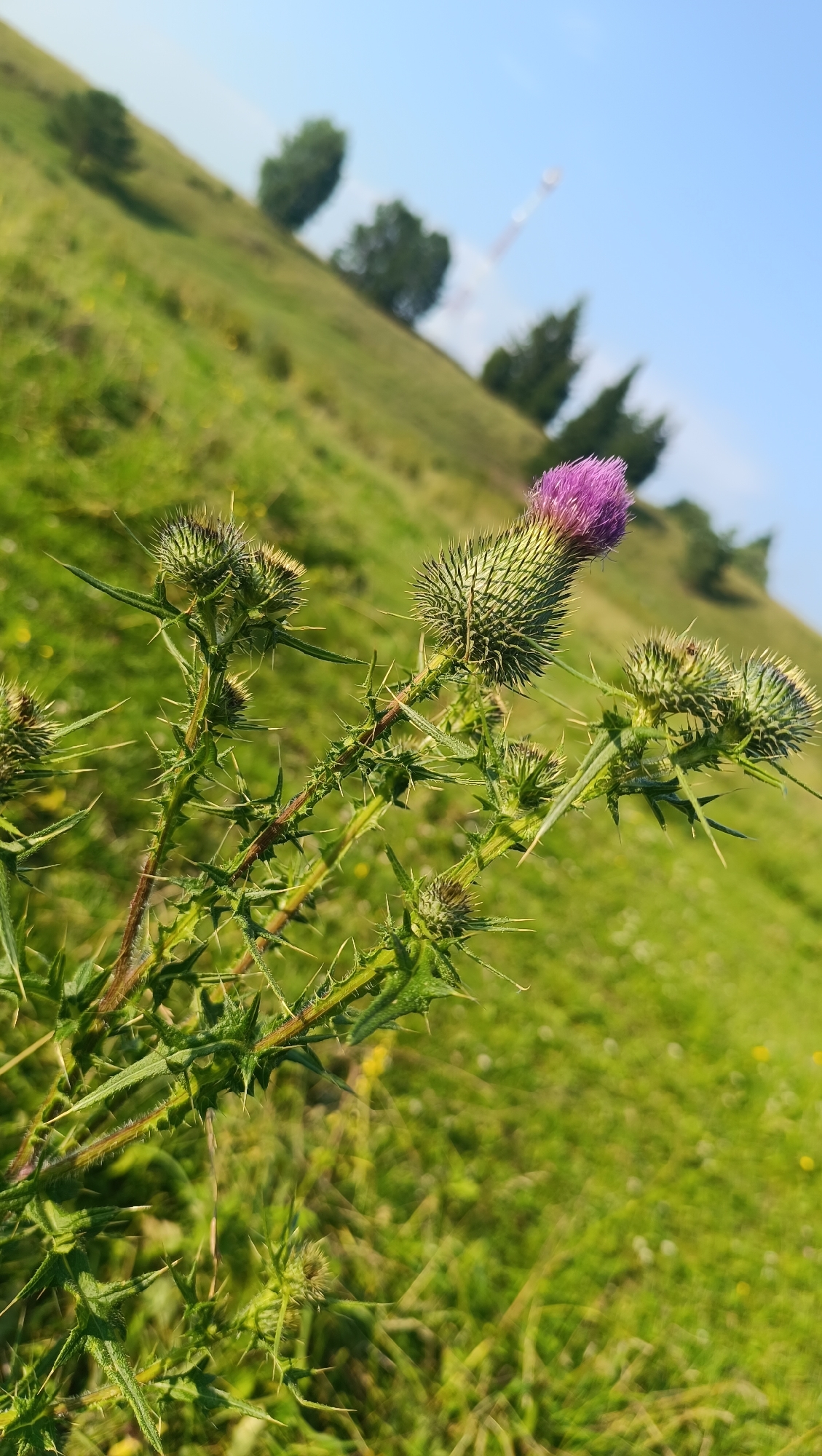 An eye-level, medium shot captures a close-up of a thistle plant with a single purple flower in bloom. The thistle, covered in sharp thorns, is the primary subject, positioned slightly off-center to the right. In the background, a gently sloping grassy hill is visible, dotted with a few scattered trees. The sky is clear and blue. The image does not depict any people or specific urban features that would indicate a location within the city of Karsha, Russia.
