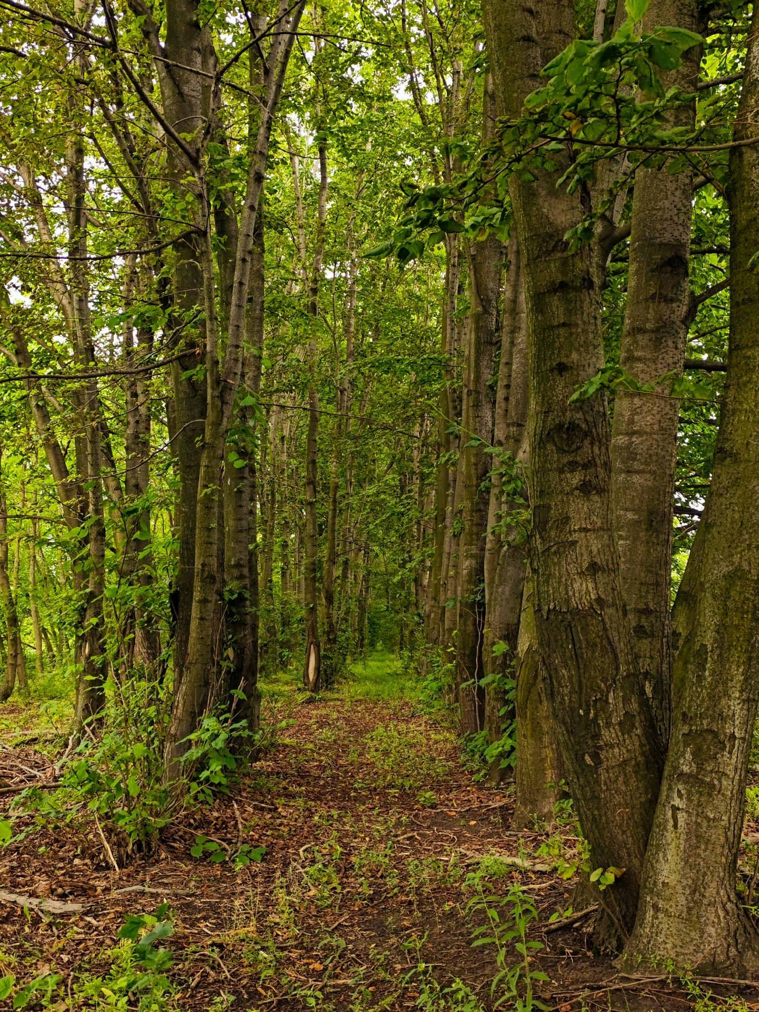 A dirt path curves through a dense forest with tall trees lining both sides. The path is covered in fallen leaves and small plants. The trees are green and lush, with sunlight filtering through the canopy. There are no people or animals visible in the image. The scene appears to be in a natural, undeveloped area.