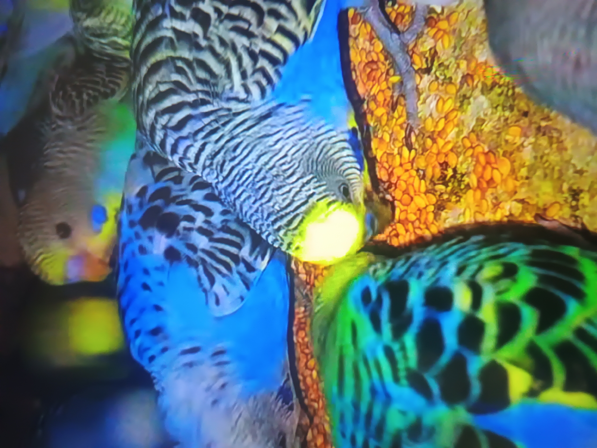 The image displays a close-up, high-saturation view of at least four budgerigars (Melopsittacus undulatus), commonly known as parakeets, resting or feeding on a brightly colored, granular surface. The birds exhibit varied plumage typical of the species, including combinations of blue, green, yellow, and black/grey barring.
In the upper right quadrant, one budgerigar presents a yellow head with fine black barring, a small blue cheek patch, and a visible orange beak. Below and to its left, another budgerigar displays vibrant blue body feathers with distinct black spot-like markings, and lighter white or pale blue wing feathers with dark barring. A third budgerigar is positioned in the middle right, characterized by a bright yellow head with black barring, a blue cere above its beak, and blue body feathers; its head is lowered, indicating it may be pecking at the ground. In the lower left quadrant, a fourth budgerigar features striking green and blue feathers with clear, dark, scalloped patterns across its back and wings.
The ground beneath the birds is covered in a dense layer of small, irregular, predominantly yellow and orange ovoid pellets, resembling seeds, crushed feed, or a specific type of bedding. The background is largely out of focus and dark, suggesting an enclosed or naturally shaded environment. Despite the request for a specific geographical location, the image itself contains no discernible landmarks, signage, or contextual elements to forensically confirm its origin in Kroměříž, Czechia. However, if this scene were indeed located in Kroměříž, it would most plausibly be situated within an aviary at a public garden, such as the Archbishops' Chateau Garden or Flower Garden, a private bird collection, or a pet store environment.