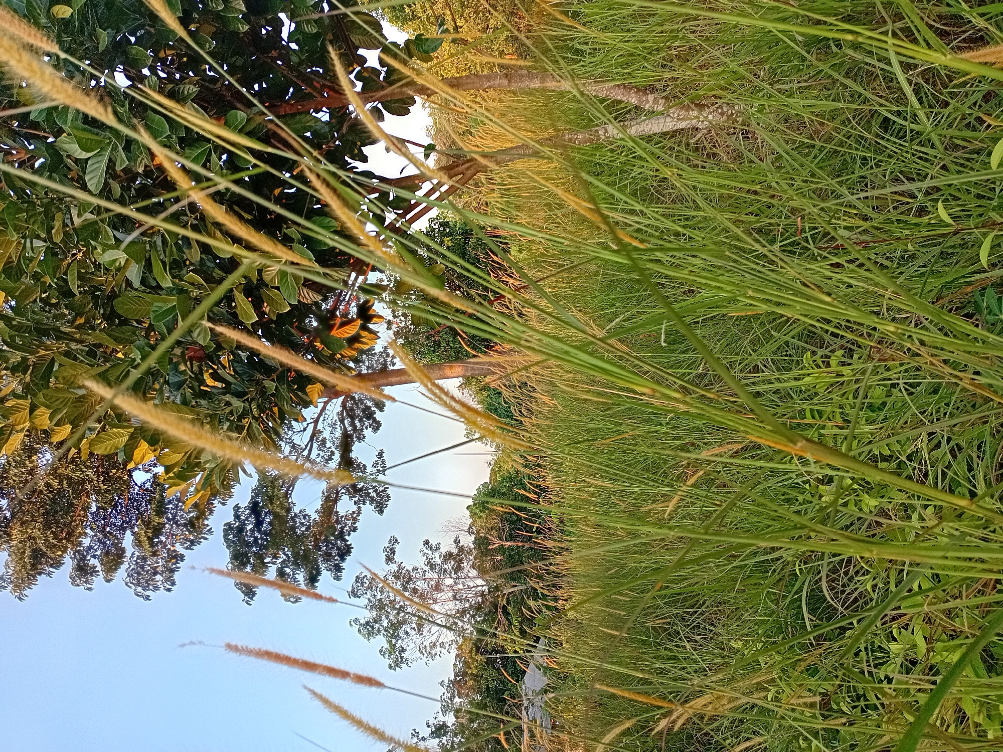 In the city of Kasang Pudak, Indonesia, an outdoor scene unfolds at what appears to be a rural or semi-rural location during daylight hours, possibly late afternoon given the warm lighting. The foreground is dominated by tall, green grass interspersed with feathery seed heads that are a light tan or straw color. These grasses are abundant and dense, obscuring much of the ground.
Behind the tall grass, the midground reveals a natural landscape. Several trees are visible, some with large, broad green leaves, suggesting a tropical or subtropical climate. One prominent tree in the center-right has a visible trunk with textured bark, and its branches are laden with green foliage. The light casts a warm glow on the leaves, highlighting their veins and surfaces. In the distance, more trees and foliage can be seen, creating a layered effect of green and earthy tones. The sky is a clear, pale blue, indicating fair weather. There are no people or discernible human structures in the frame, making the scene a depiction of natural scenery. The overall impression is one of a peaceful, untouched outdoor environment.