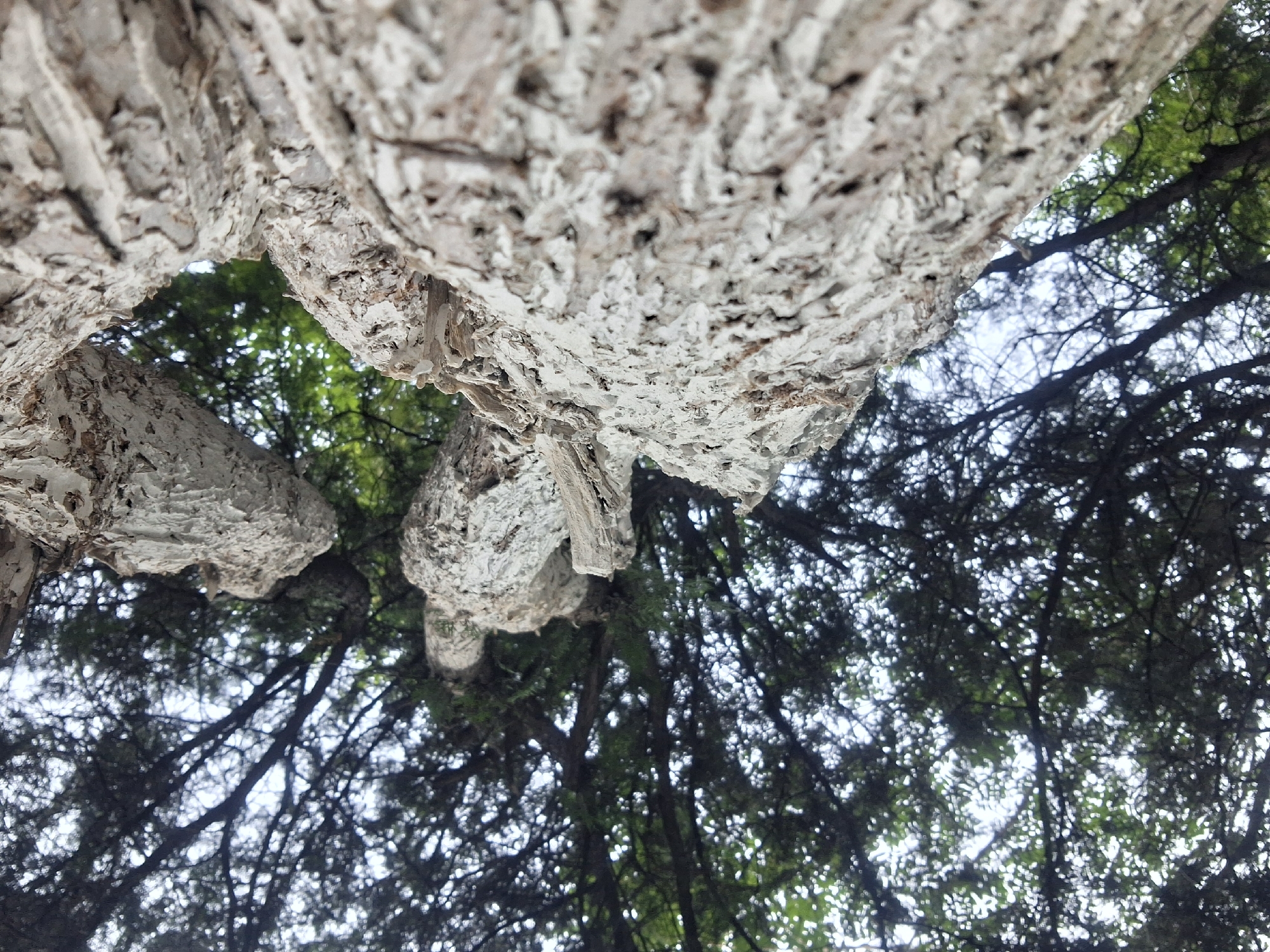 The image is a low-angle shot looking up at the textured bark of a tree, with the canopy and sky visible above. The bark is predominantly light gray and white, with rough, peeling sections and darker brown undertones. The tree appears to be old, with thick, gnarled branches. The foliage is dense and dark green, creating a dappled effect against the bright sky. The photograph does not contain any people, animals, or specific landmarks that would indicate a location in Rostov-on-Don, Russia.