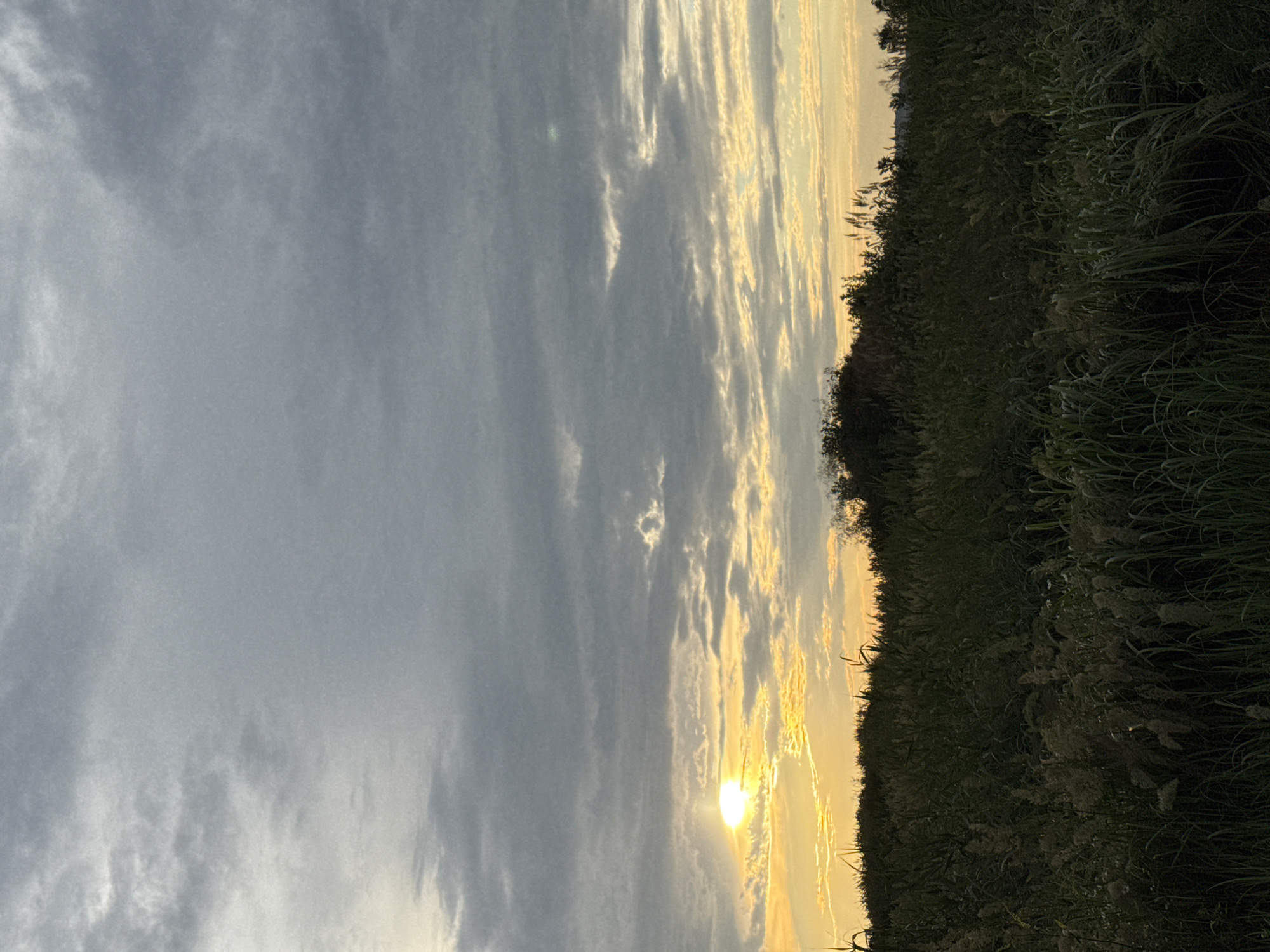 The image shows a landscape scene, likely in Mikhaylovsk, Russia, during sunset. The sun is low in the sky, casting a warm, golden light that illuminates the clouds and the edge of a dense, grassy field. The clouds are wispy and varied in color, ranging from pale gray to bright yellow, suggesting a dynamic sky. The field is full of tall grasses and plants, some of which are silhouetted against the bright sky, while others are in shadow. The overall mood of the image is serene and peaceful, evoking the beauty of nature at dusk. There is no visible text in the image.