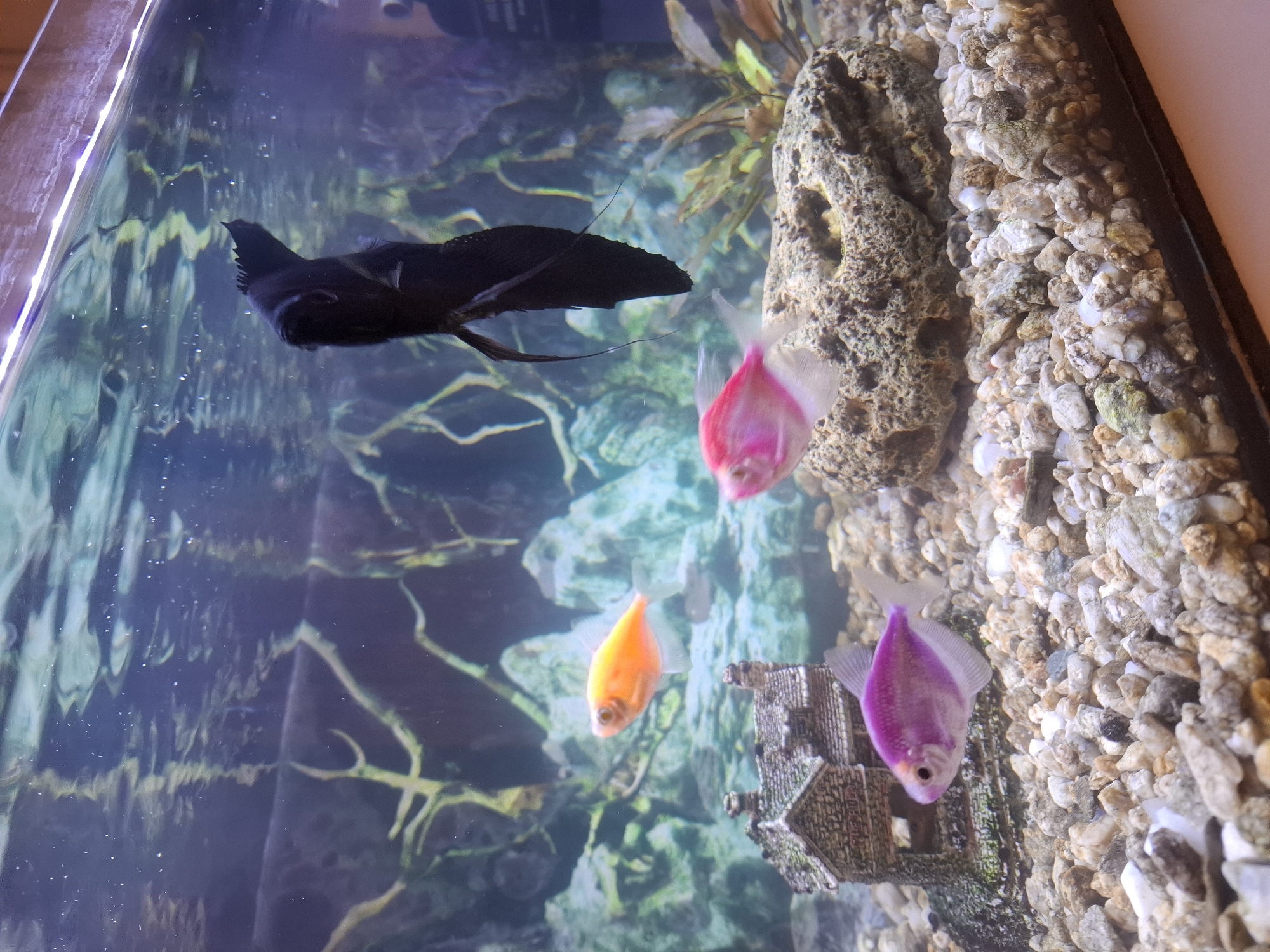 The image depicts an aquarium containing fish and decorations. A large black fish is positioned in the upper left. Three smaller, brightly colored fish – one pink, one orange, and one purple – are grouped near a small castle decoration and a rock structure on the right side of the tank. The tank has a gravel substrate and is filled with water. The background includes aquatic plants. The location is not discernible.
