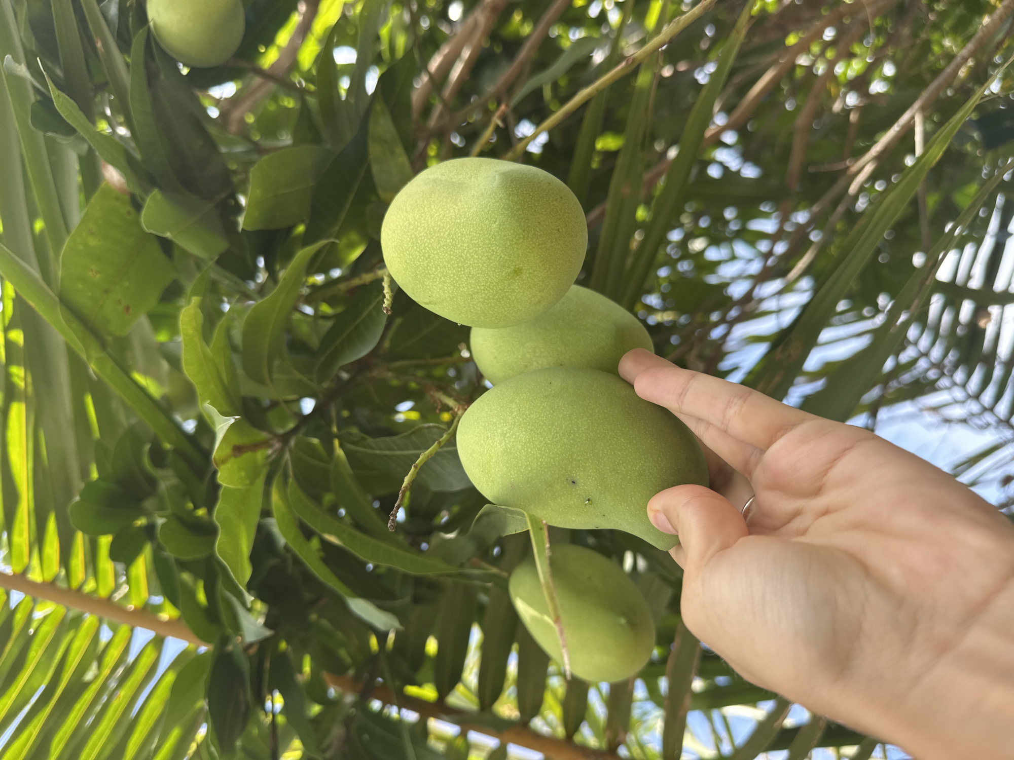 In Baan Thong Po, Thailand, a person's hand is reaching to touch a cluster of unripe green mangoes hanging from a tree. The mangoes are oval-shaped and have a slightly textured surface. They are surrounded by lush green leaves and branches, with dappled sunlight filtering through. In the background, more foliage and branches are visible, creating a natural outdoor setting. The sky can be seen in some parts of the background, suggesting it is daytime.