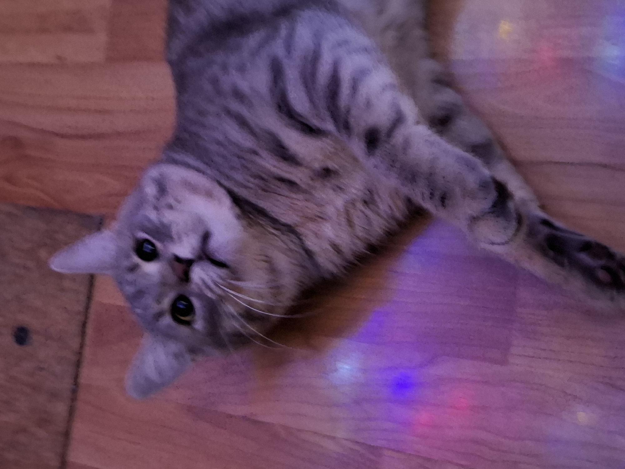 A light-gray tabby cat is lying on a reddish-brown wood floor. The cat is oriented at an angle, with its head near the lower left and its body extending towards the upper right. The cat is looking up, with its eyes wide open. There are spots of purple, red, and blue light reflecting on the floor near the cat's body. There is also a dark spot visible at the left of the image. The location is unknown.