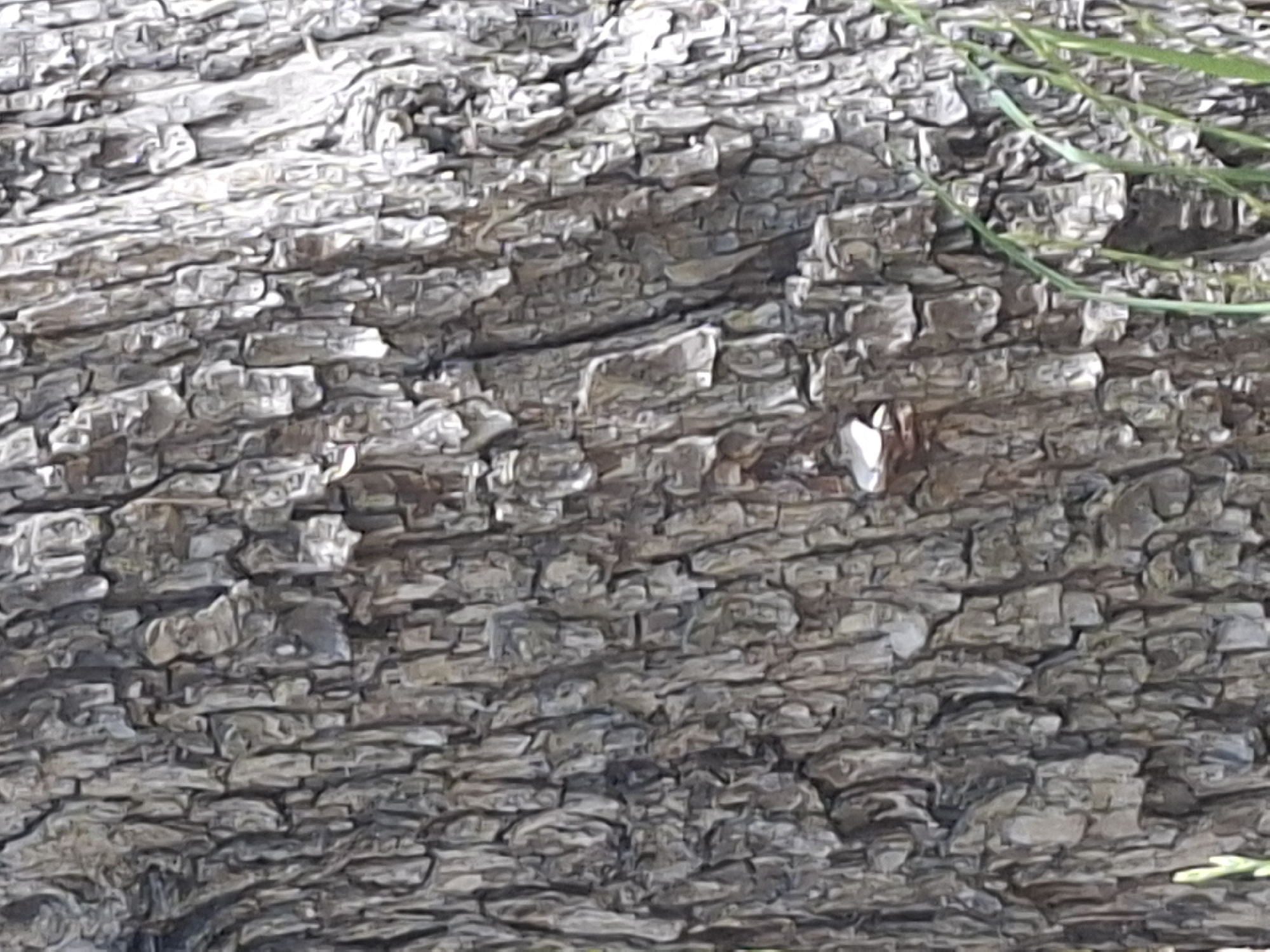 The image is a close-up, low-angle shot of the textured bark of a tree. The bark is rough, with deep crevices and flaky sections, predominantly in shades of gray and brown. There is a small, light-colored object, possibly a fungus or a piece of lichen, attached to the bark slightly right of the center. Green grass blades are visible in the lower right corner, suggesting an outdoor environment. The image does not contain any people, actions, or interactions. The location in Almaty, Kazakhstan, is not discernible from the visual information provided in the image.