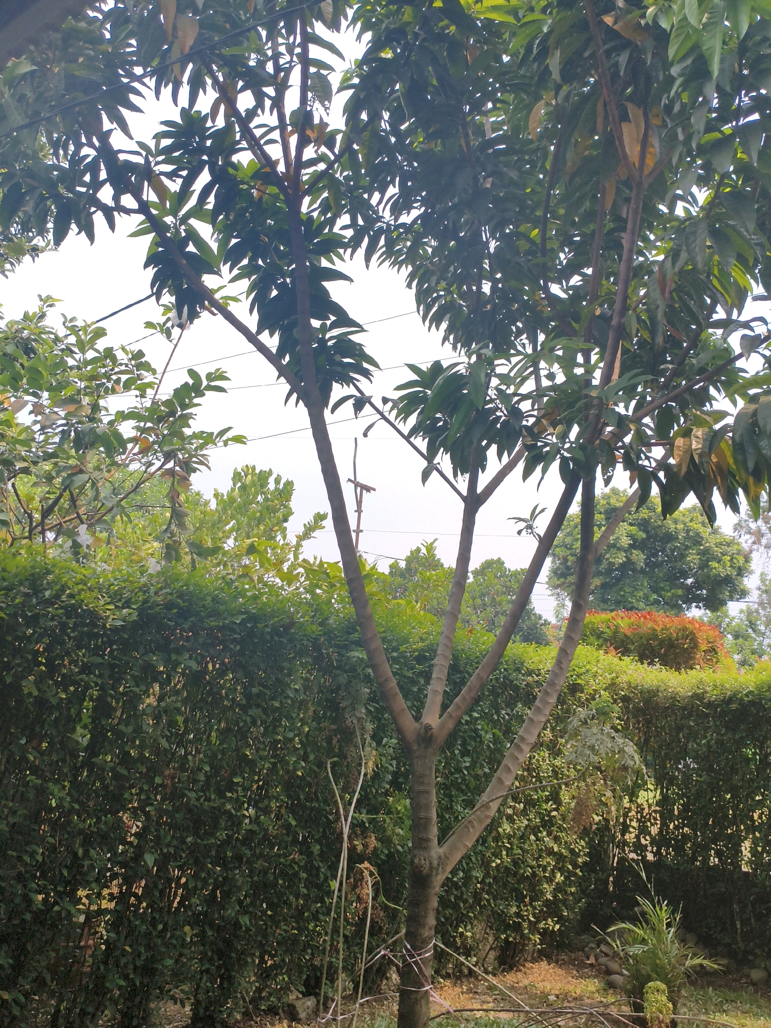 A medium shot captures a young tree with multiple brown trunks and green leaves, standing in the foreground of an outdoor scene in Bogor, Indonesia. Behind the tree, a dense, dark green hedge forms a wall, with some lighter green foliage and a cluster of red and green bushes visible beyond it. The sky is bright and overcast. Power lines are visible in the upper portion of the image.
