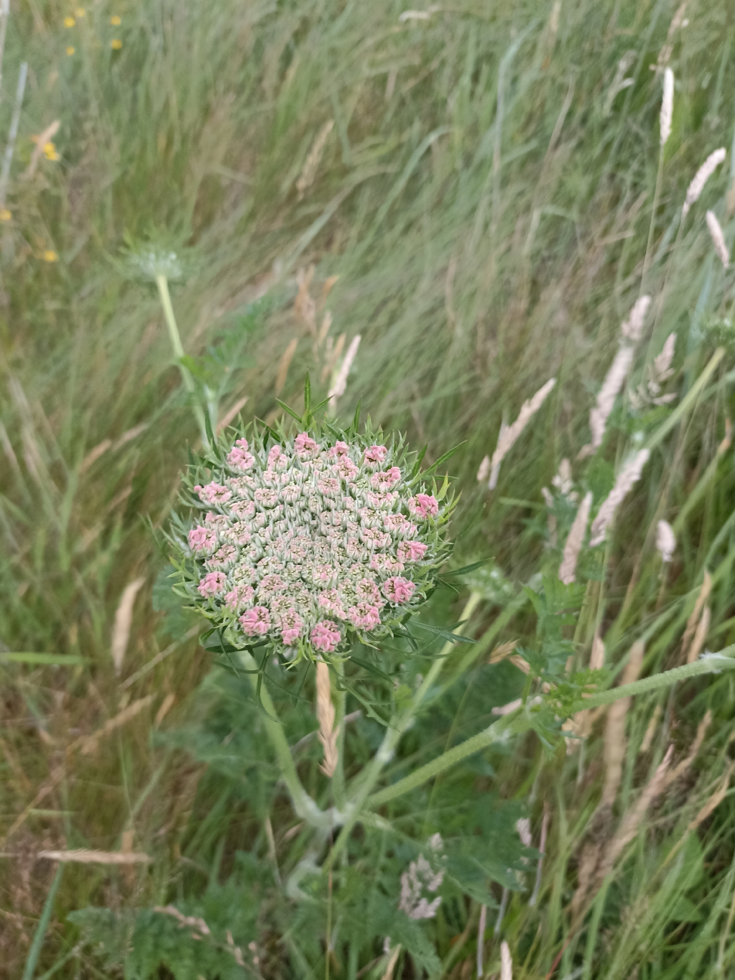 This is a close-up, eye-level, vertical medium shot of a wild carrot flower, likely Daucus carota, blooming in a natural, grassy setting. The flower head is the focal point, a delicate, flat-topped cluster of tiny pinkish-white florets forming an intricate, domed shape. It is surrounded by lacy, green bracts that extend outwards like a protective collar. The plant's stem is green and appears somewhat fuzzy. The background is a blur of tall, green and straw-colored grasses, suggesting a wild, untamed meadow or roadside. Some dried seed heads or flower stalks are visible amongst the greenery, adding texture and depth to the scene. The lighting appears to be natural daylight, possibly overcast or diffused, as there are no harsh shadows. The overall impression is one of natural beauty and the quiet resilience of wild flora. The scene evokes a sense of peace and the simple wonders of nature found in rural Ireland, specifically Annagry. No text is visible.