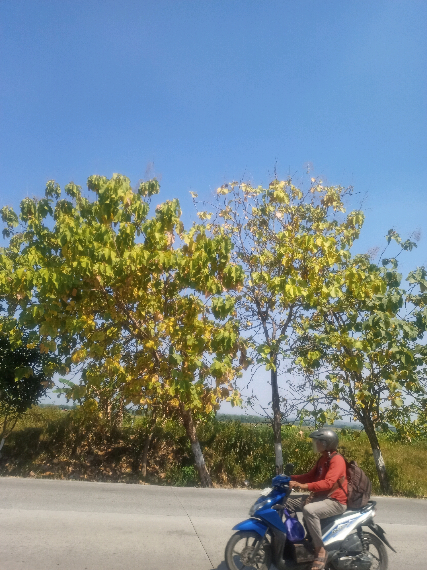 In Pendem, Indonesia, under a clear blue sky, a person wearing a red shirt, gray pants, a dark helmet, and a brown backpack rides a blue and white motorcycle. The rider is positioned on a paved road. To the right of the road, several trees with green and yellowing leaves are visible, with one tree trunk painted white. Behind the trees, a grassy incline leads to a field of green vegetation.