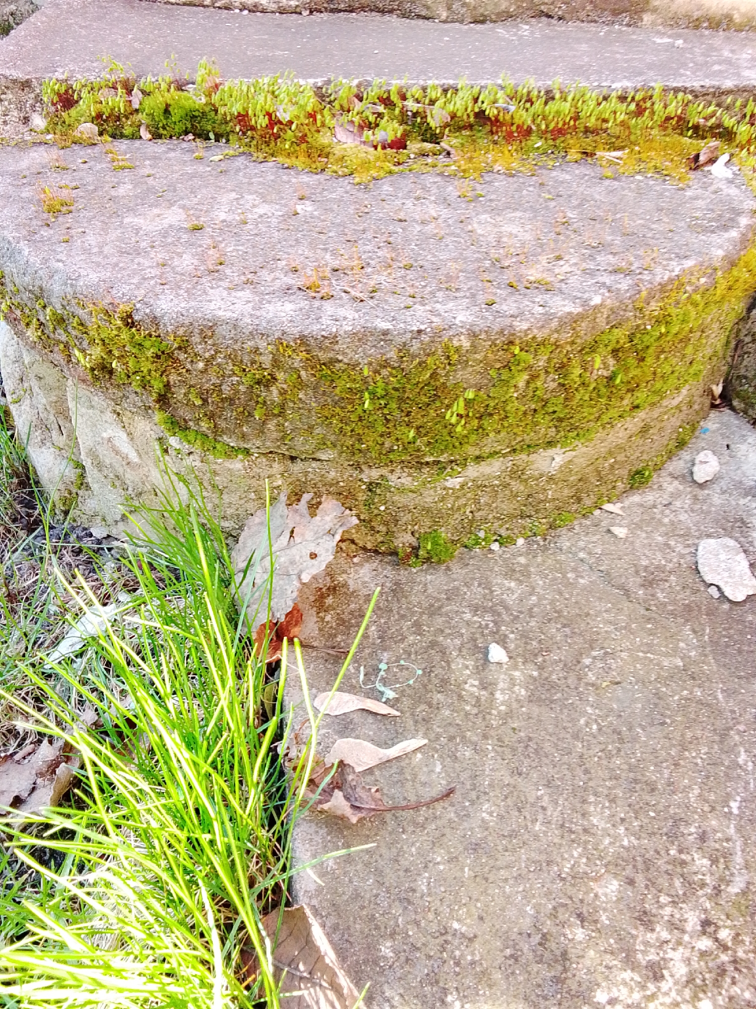 The image presents an outdoor scene in Khlevnoye, Russia, featuring a weathered concrete structure that appears to be old steps or a rounded base. The concrete is rough-textured and shows signs of significant age and natural overgrowth.
The most prominent subjects are the concrete elements and the thriving plant life. Bright green moss and smaller, light-green bryophytes with tiny, upright capsule-like structures densely cover both the horizontal and vertical surfaces of the concrete structure, particularly along its edges and risers. A vibrant clump of tall, bright green grass dominates the lower-left foreground, growing at the base of the concrete.
Scattered on the ground and mixed with the grass are several dry, brown fallen leaves, including one distinctively large, lobed leaf, suggesting a period of leaf fall. The ground itself is composed of dirt and scattered small, light-colored rocks or concrete fragments. A small piece of tangled blue or green string-like debris is visible on the concrete surface in the lower-middle part of the image.
The scene depicts no human or animal activity, focusing instead on the interplay between man-made structures and natural reclamation. The lighting suggests a clear daytime, possibly morning or late afternoon, with natural illumination highlighting the green hues of the plants. No visible text is present. The overall impression is one of quiet natural progression and the resilience of plant life in an unkempt environment.