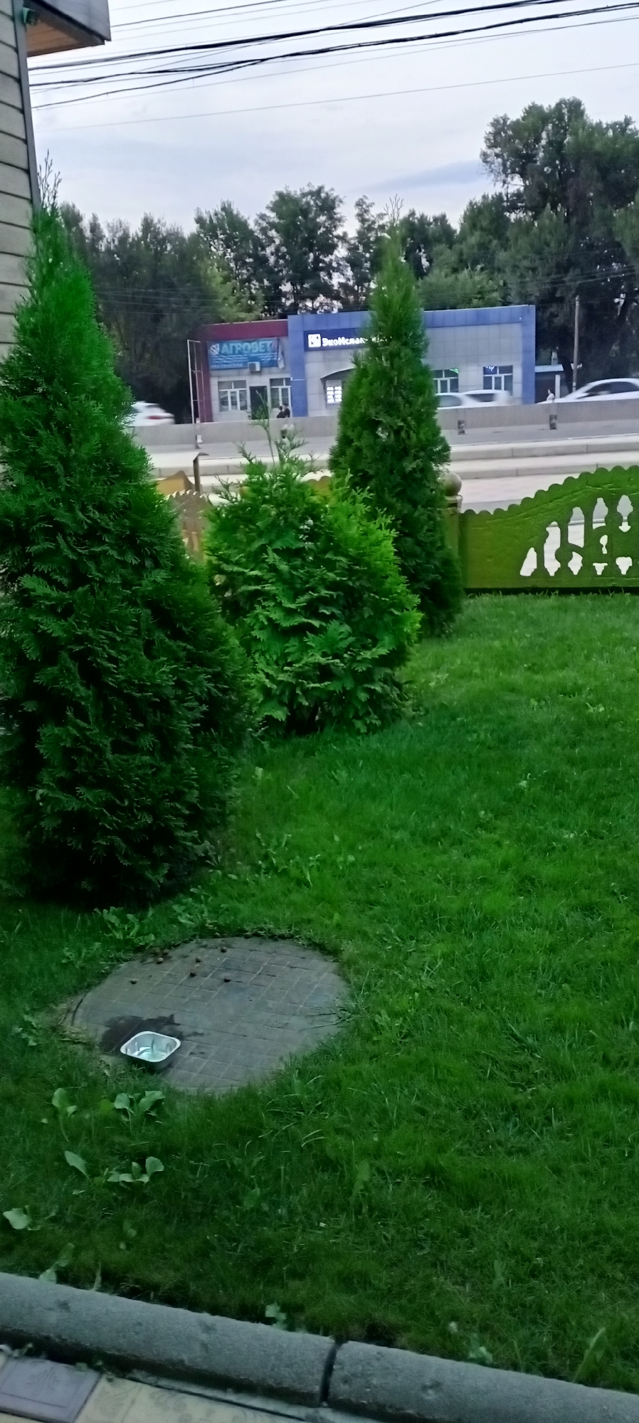 In Sokuluk, Kyrgyzstan, a foreground view shows a patch of manicured green grass with a circular concrete utility cover at its center. A small, metallic dish with some liquid sits on the cover. To the left, a portion of a building's exterior wall is visible, constructed with light-colored horizontal siding. Several evergreen trees of varying sizes are planted on the grass, with the largest on the left. A decorative green fence with a white filigree pattern runs along the right side of the image. In the background, across a road, is a low-rise building with a blue and white facade, featuring windows and signage including "АГРОБЕТ" and "Эко-Кредит". Trees and power lines are visible behind the building, and a cloudy sky overhead suggests overcast conditions.