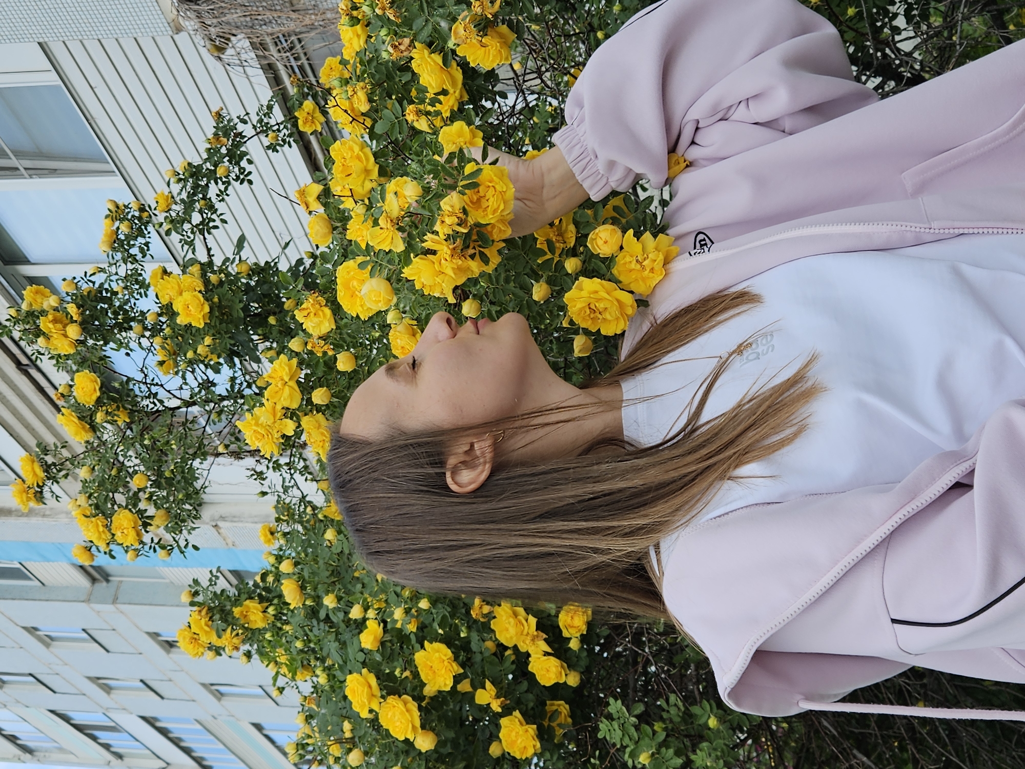 This medium close-up, portrait-oriented image features a young person interacting with a large bush of vibrant yellow roses. The subject is seen in profile from the chest up, with long, light brown hair, wearing a white t-shirt beneath a light pink or lavender zippered jacket. Their right hand is extended, gently touching or reaching for a cluster of the bright yellow flowers.
The background is filled with the dense, dark green foliage and numerous blossoms of the rose bush. Behind the vegetation, a modern building with white horizontal siding and prominent windows is visible. The windows reflect a clear, light blue sky, and some parts of the building appear to have subtle blue detailing or reflections. The scene suggests an outdoor setting, likely a garden, park, or urban green space in Chaikovsky, Russia.
The time of day appears to be daytime, with bright, natural light illuminating the scene, implying pleasant weather. The person's gaze is directed towards the flowers, conveying a calm and appreciative demeanor. On the left chest area of the pink jacket, a small, black, stylized logo or text is partially visible, resembling an 'A' or similar symbol. Faint white text or a design can also be subtly discerned on the white t-shirt. The image captures a serene moment of connection with nature.