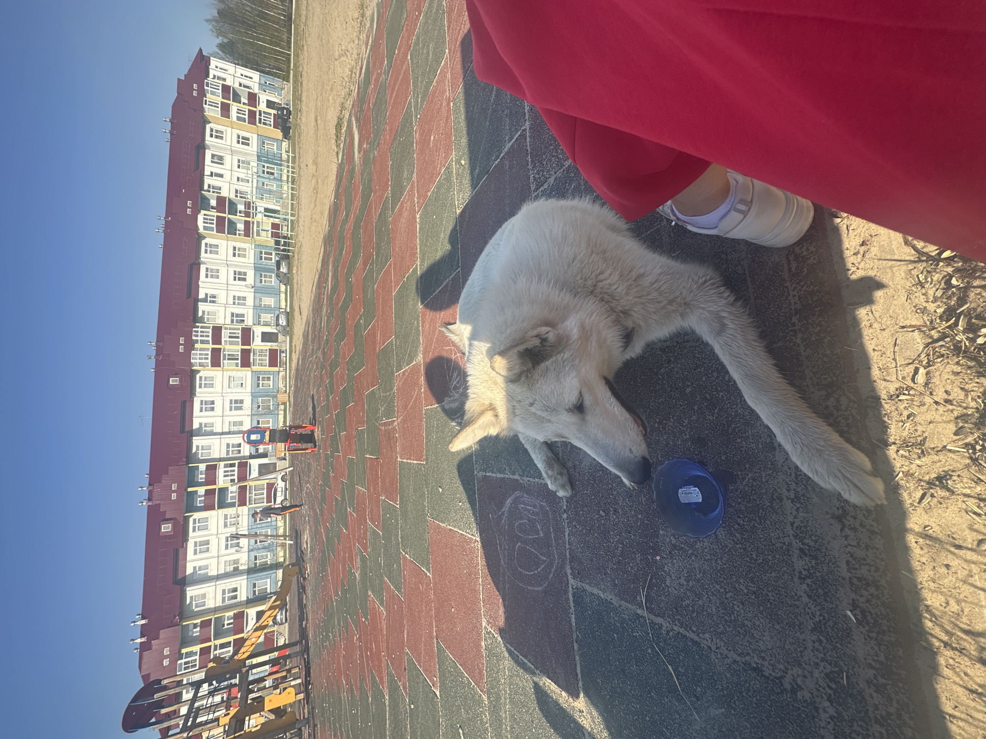 The image shows an outdoor scene in Высокий, Russia. A light-colored dog is lying on a brick and concrete tiled surface. A blue spool of thread is next to the dog. A person wearing red pants and white shoes is standing nearby. In the background, there is a playground with slides and a multi-story building with white, blue, and brown accents. The sky is clear and blue.