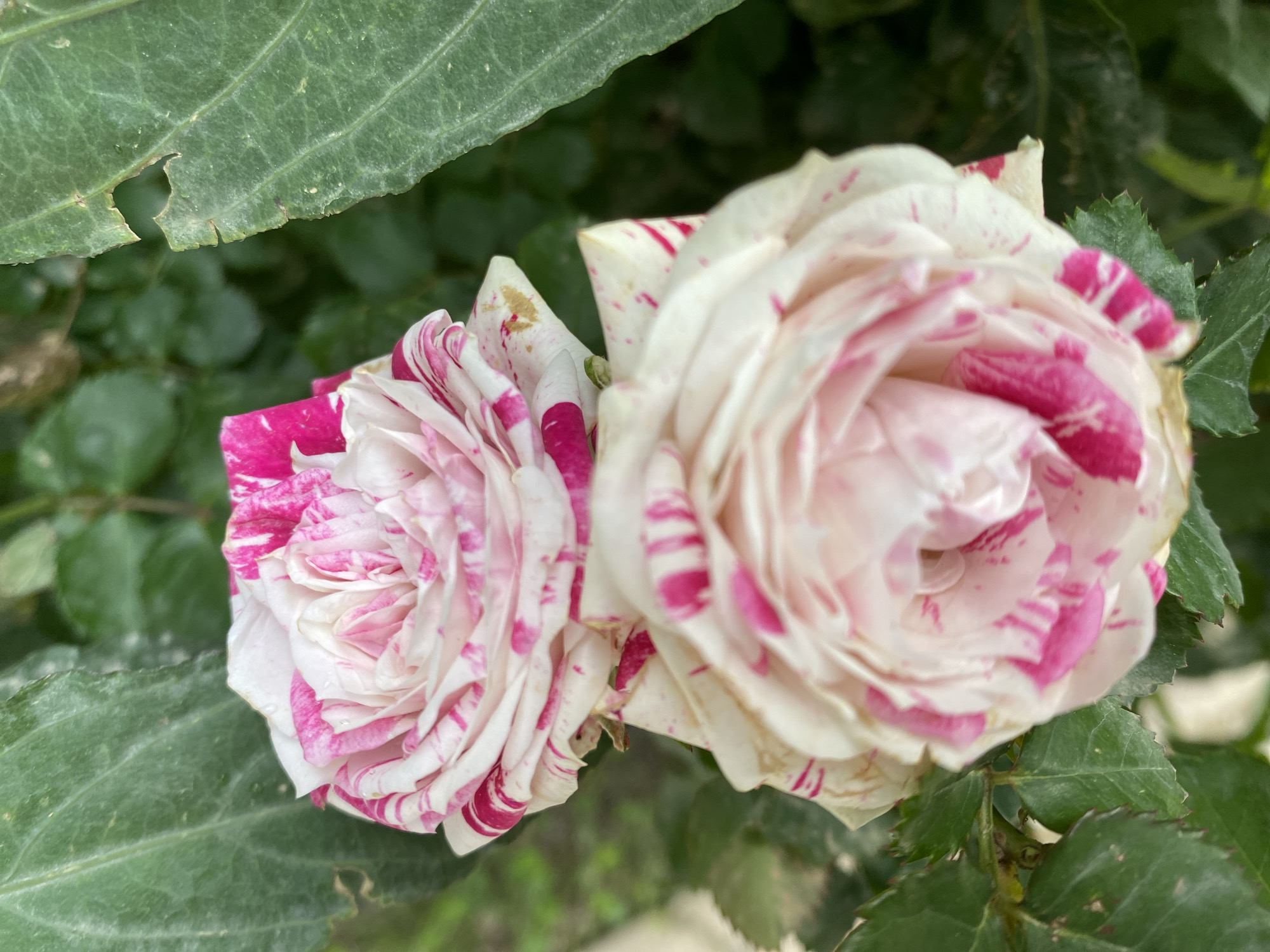 The image shows two roses with white petals striped with pink. The flowers are surrounded by green leaves. The location is likely Alanya, Turkey, based on the instructions provided in the prompt but is not confirmed by the contents of the image. No people or interactions are visible.