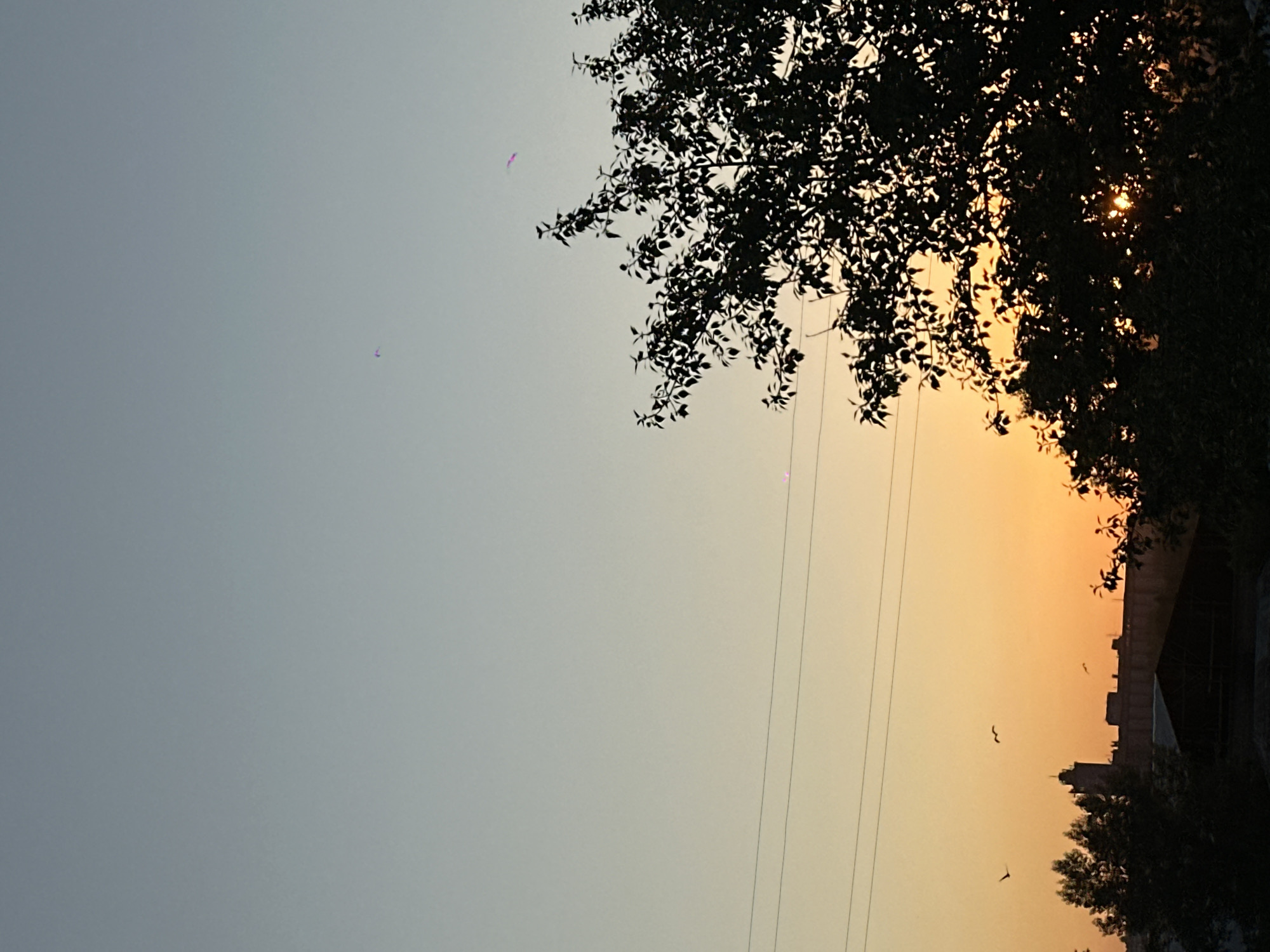 The image depicts a silhouetted landscape at dusk, likely in Biysk, Russia, with a clear sky transitioning from pale blue to warm orange hues near the horizon. Several power lines are visible horizontally across the frame. In the lower half of the image, trees and buildings are silhouetted against the sunset. A tall structure resembling a tower or silo is prominent among the buildings. Several birds are in flight against the colorful sky, and the silhouette of a leafy tree dominates the right side of the frame. The overall scene captures a tranquil, transitional moment of the day.