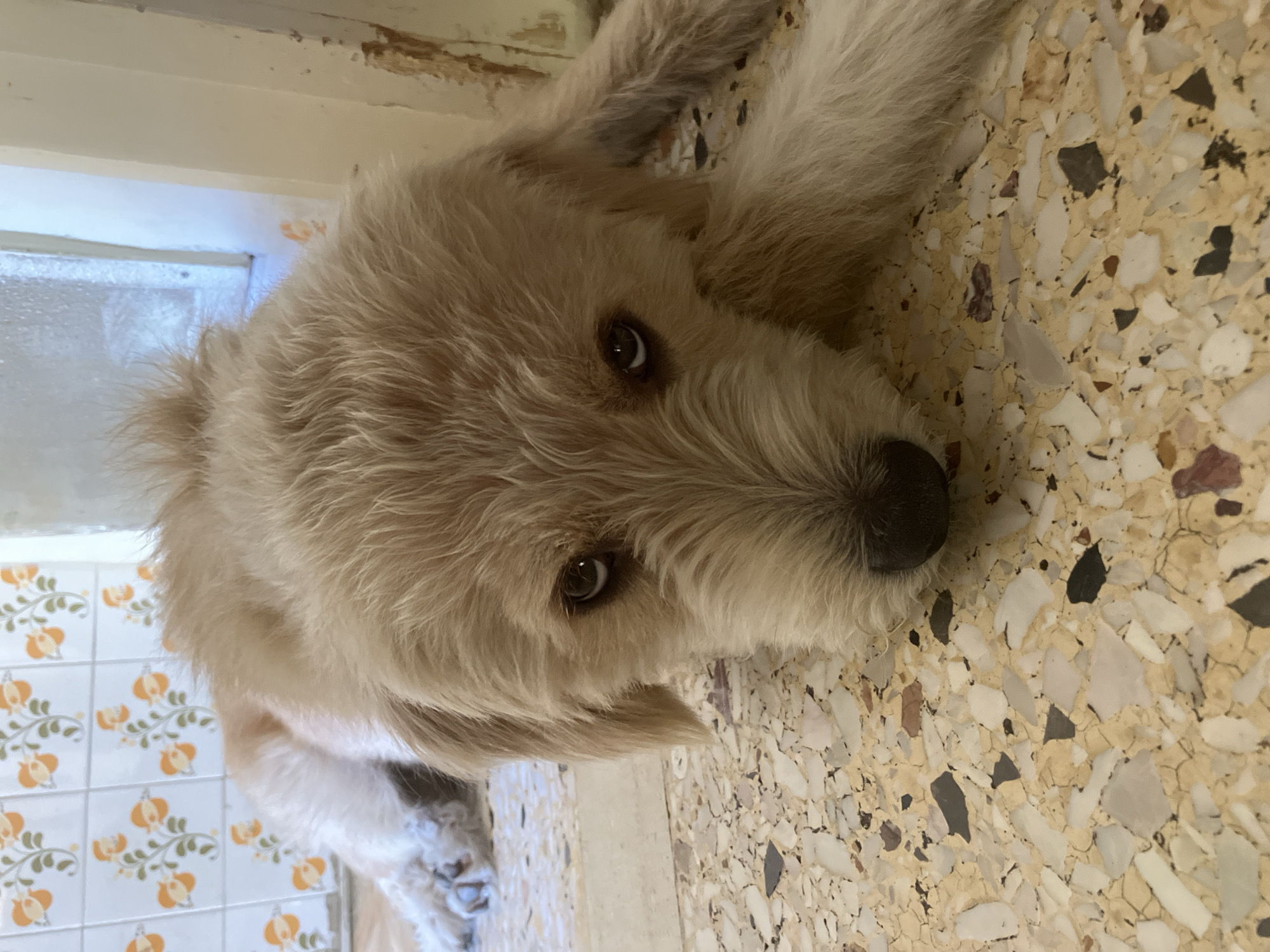 A light-colored, scruffy-haired dog with dark eyes lies on a terrazzo floor in what appears to be a bathroom or tiled area, possibly in Paleo Faliro, Greece. The dog is positioned in the foreground, facing the camera with its head resting on the floor. Behind the dog, a wall is tiled with a repeating pattern of orange flowers and green leaves on a white background. To the right of the dog, a white-painted door frame or wall section shows signs of wear and damage. The floor is composed of a mosaic of cream, beige, and dark-colored chips embedded in a lighter matrix. The lighting suggests an indoor environment, likely during daylight hours, with a soft, diffused light source. No people are visible in the image.