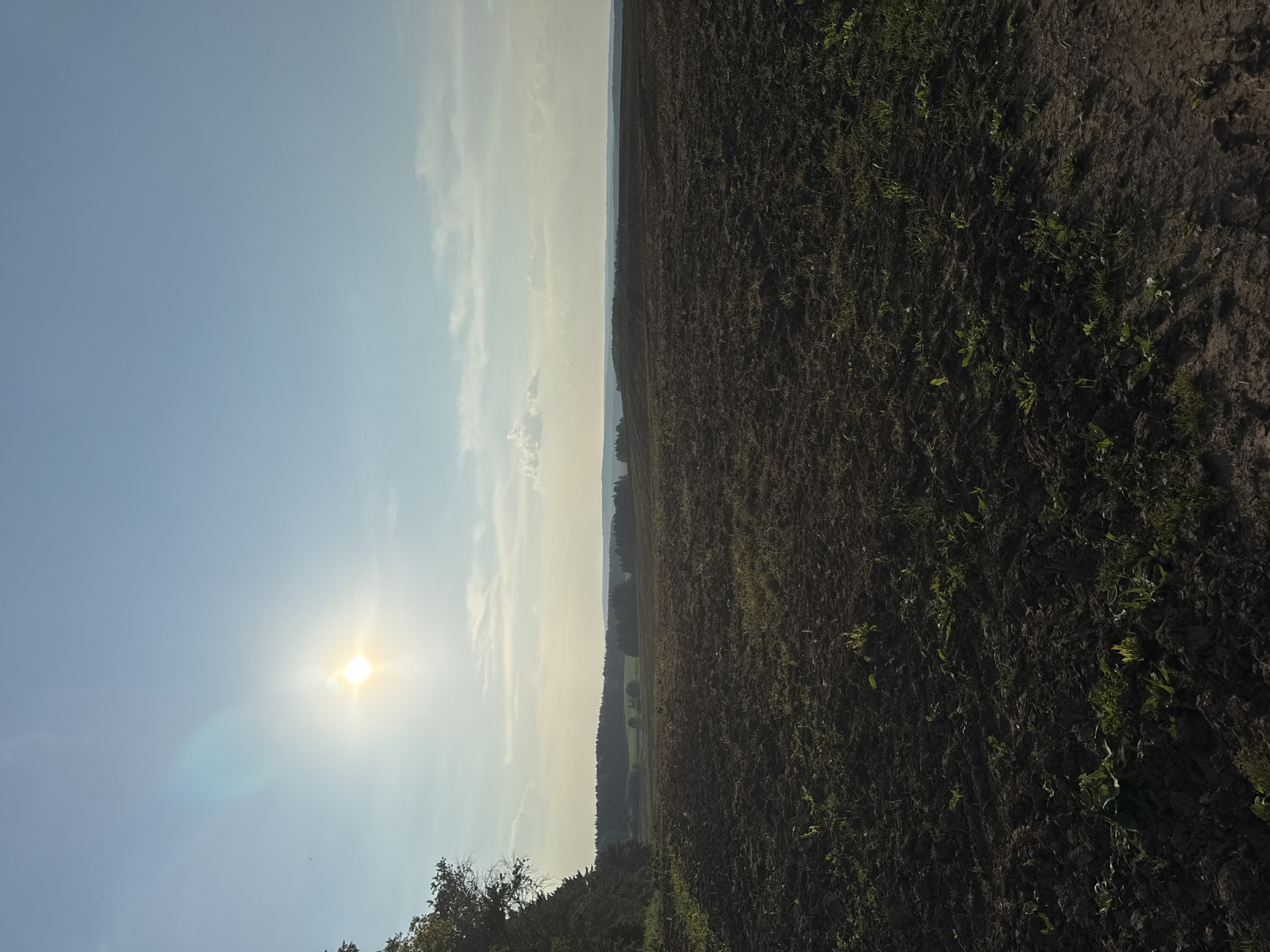 The image depicts an agricultural field, possibly after plowing, under a bright sky with a visible sun and some clouds. The foreground consists of dark soil with sparse green vegetation. In the mid-ground, the field continues, with rolling hills and scattered trees. The background shows a distant treeline and a hazy horizon. To the left, a portion of a leafy tree is visible in the upper left corner. The scene appears to be set in a rural area, with no discernable structures or infrastructure of a city, including Lukintsy, Russia.