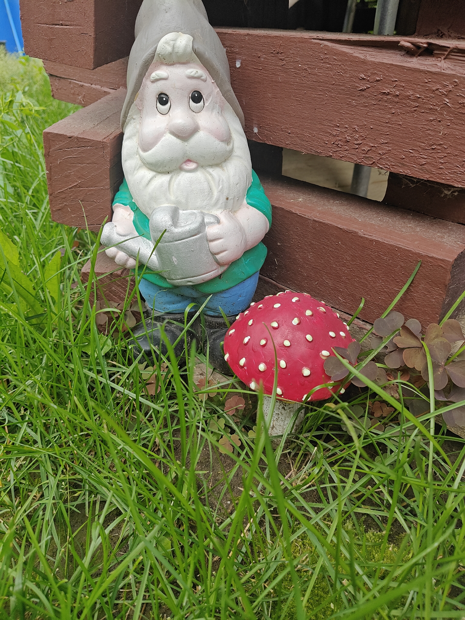 A garden gnome stands in lush green grass next to a bright red mushroom with white spots. The gnome is wearing a grey hat, a green shirt, and blue pants, and is holding a silver watering can. Behind the gnome and mushroom are wooden planks, possibly part of a fence or raised garden bed. The scene appears to be outdoors, in a garden setting, with a focus on the decorative elements.