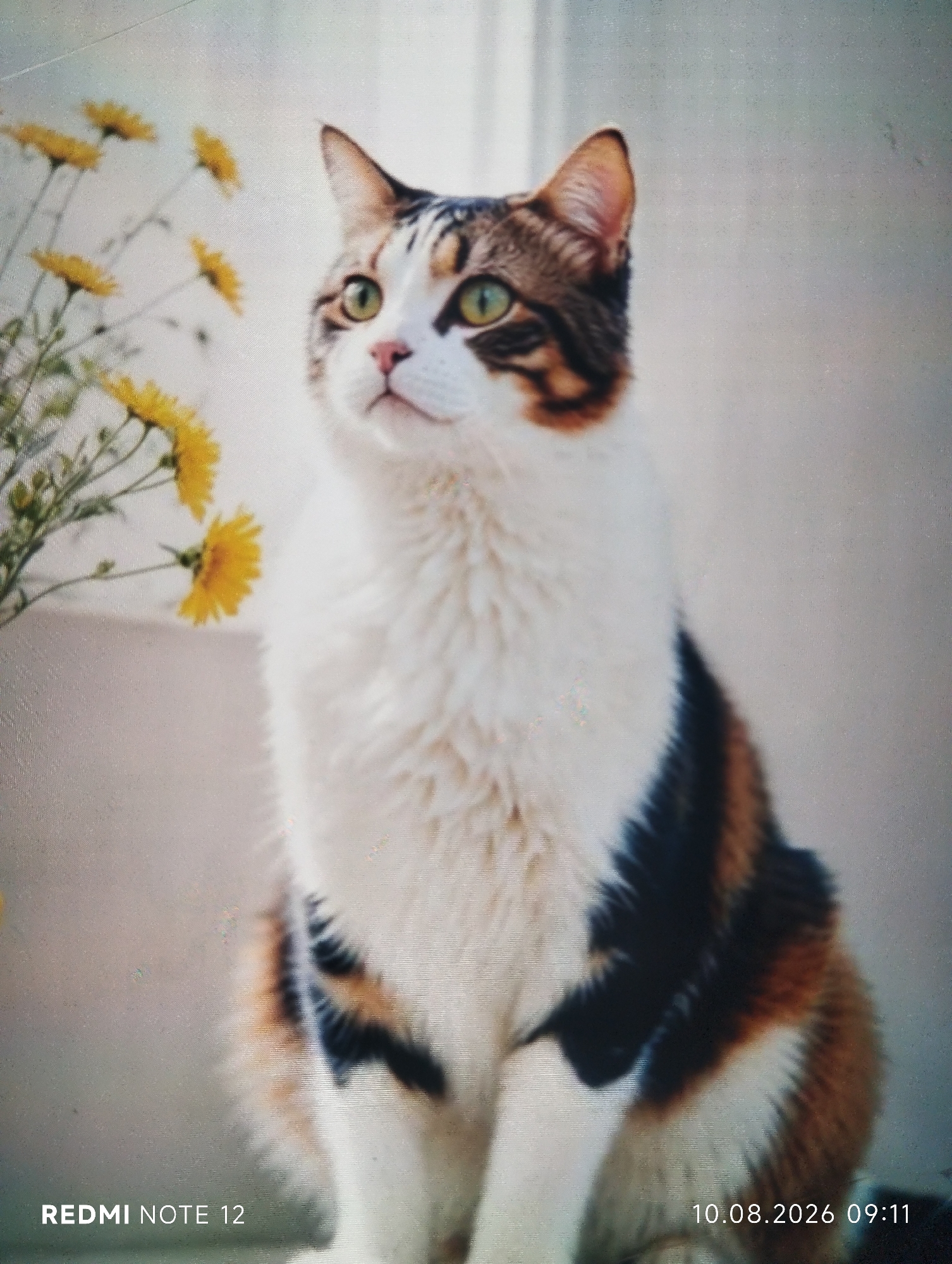 A calico cat sits with its body facing forward and its head turned to the left, looking upwards. Yellow flowers are visible to the left of the cat. The background is a plain, light-colored wall or surface. A timestamp in the bottom right corner reads "10.08.2026 09:11". Text in the bottom left corner reads "REDMI NOTE 12". There are no people present. The scene appears to be indoors, possibly near a window. There is no information in the image to suggest its location in Shymkent, Kazakhstan.