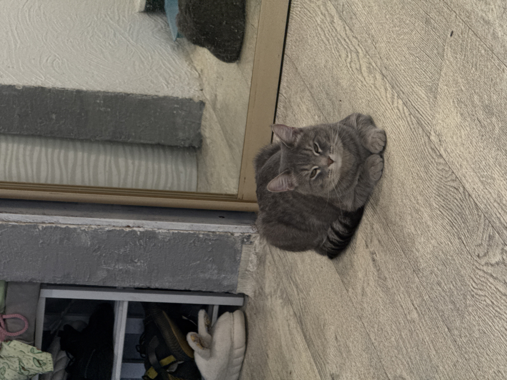 A gray tabby cat is the central subject, resting comfortably in a "loaf" position on a light-colored, wood-look floor. The cat's paws are tucked beneath its body, and its striped tail is visible, curled around its side. Its eyes are partially open, gazing forward.
The indoor setting features the wood-look flooring extending across much of the image. To the left, a textured white or light gray wall is visible, along with a mirror framed in a light brown or golden hue. The mirror reflects a dark, possibly textile object at the top, and a portion of the textured wall below it.
Below the mirror, there is a prominent gray, horizontal concrete-like ledge or beam. Further down, beneath this ledge, a storage unit or shelf contains various items. These include what appear to be dark shoes, a white glove, a pink loop, and a piece of green and white patterned fabric. The scene is well-lit, typical of an indoor environment. There is no discernible text in the image.