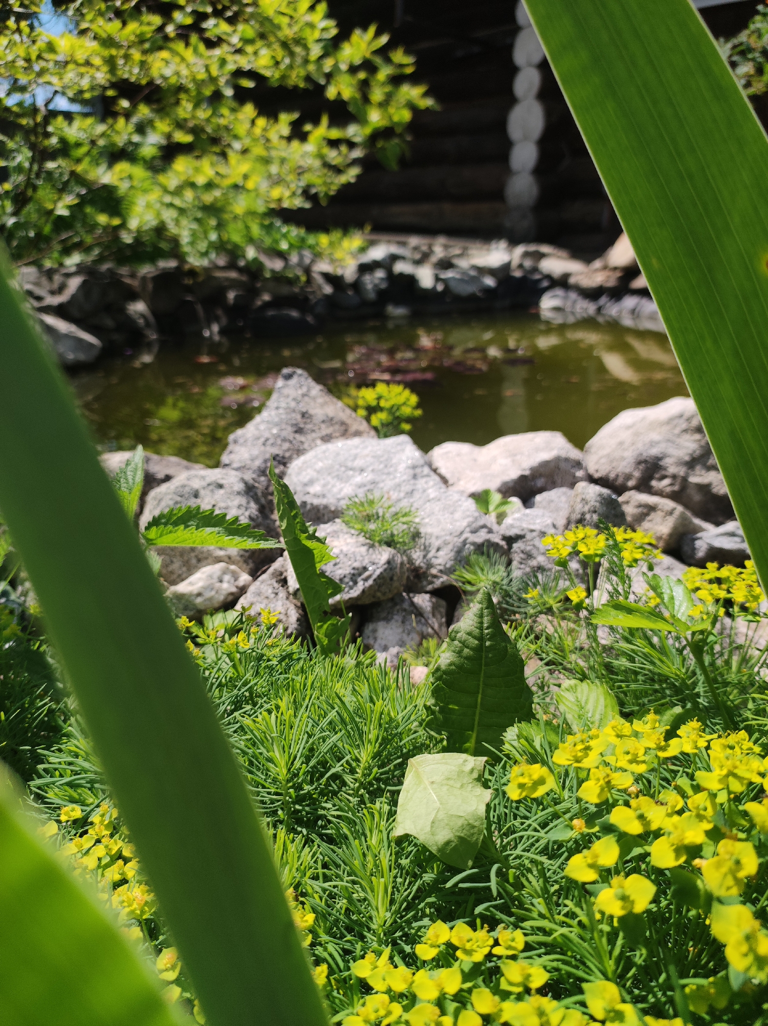The image depicts a close-up view of a garden area with a pond in the background. In the foreground, there are lush green plants and small yellow flowers. Large green leaves are prominently positioned in the foreground, partially obscuring the view. Behind the foliage and flowers, a pond with dark water is visible, surrounded by rocks. In the far background, a wooden structure, possibly a log house, can be seen. The environment appears to be outdoors, suggesting a natural or landscaped setting. There are no people or animals visible in the image. The location is stated to be in the city of Fokino, Russia.