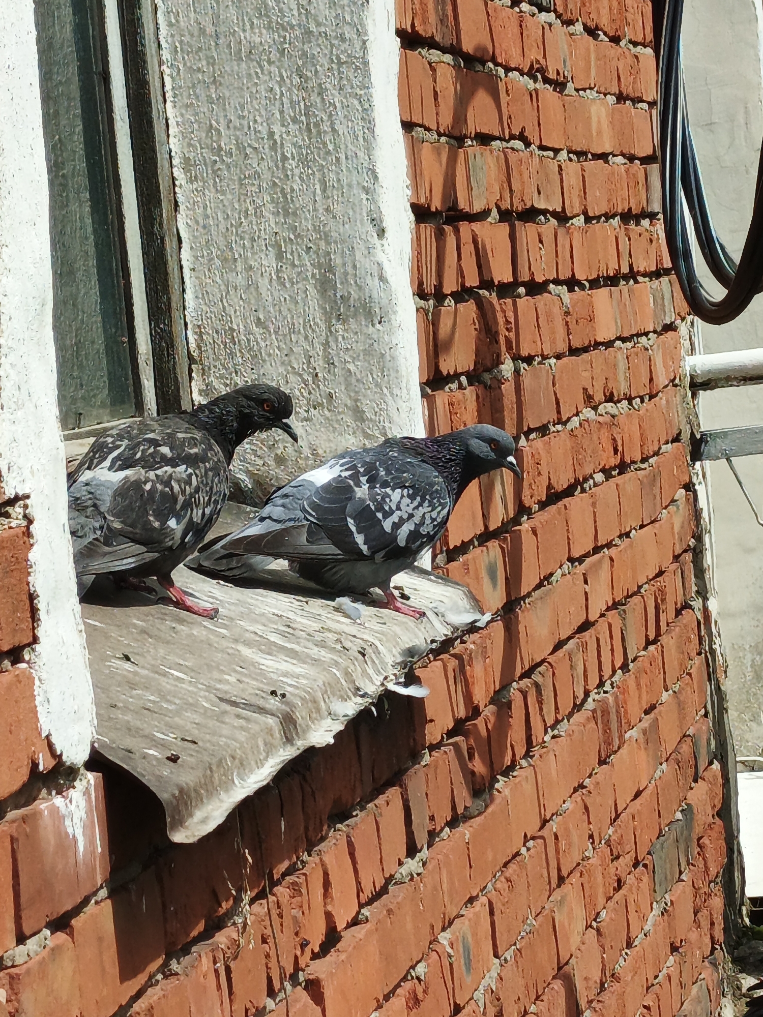 Two pigeons are perched on a windowsill, with one in the foreground and the other slightly behind it. The pigeons have grey and white speckled plumage. The windowsill is weathered and appears to be made of a hard material, possibly concrete or stone. Behind the pigeons, a brick wall is visible, constructed with reddish-orange bricks. To the left of the pigeons is a window frame, part of which is visible. The environment suggests an outdoor urban setting. The image is taken from a slightly elevated angle, looking down on the birds. The scene is illuminated by natural sunlight, casting shadows on the brick wall.