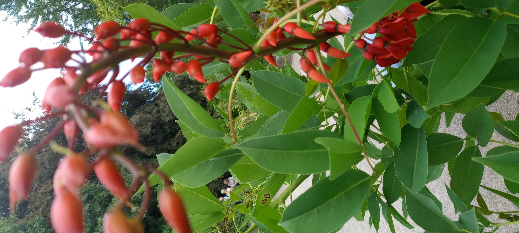 This image, taken in Dortmund, Germany, shows a close-up of a flowering plant with bright red, tubular-shaped blossoms and lush green leaves. The blossoms are arranged along a reddish stem, with many buds and some fully opened flowers visible. The leaves are ovate with pointed tips and smooth edges, creating a dense foliage. In the background, out of focus, a paved pathway and several people are visible, suggesting an outdoor setting like a park or botanical garden. The lighting indicates it is daytime.