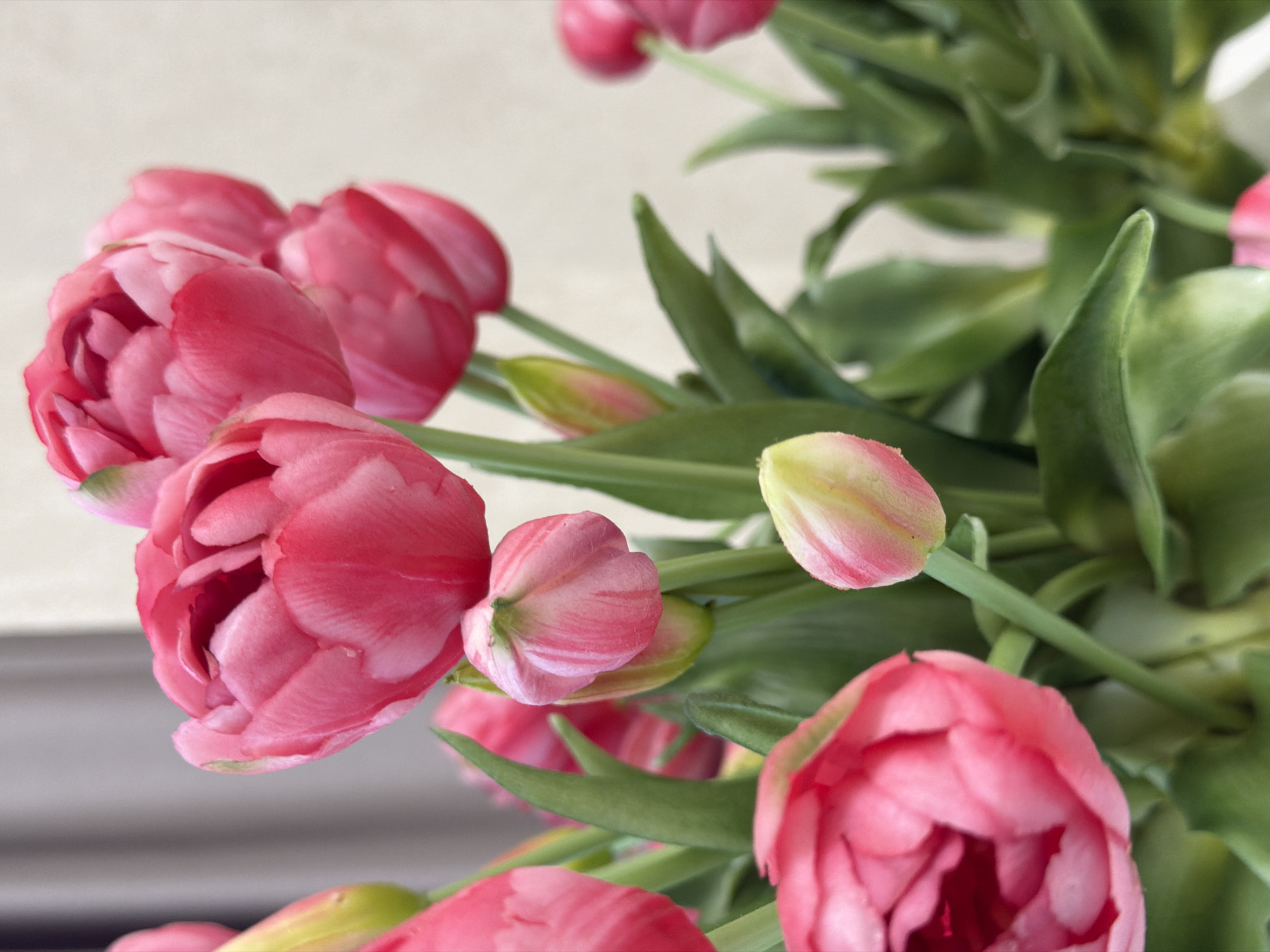 A close-up shot of a bouquet of pink tulips. The tulips have a layered, ruffled appearance and are in various stages of bloom. The colors range from a deep rosy pink to lighter pink hues, with some hints of yellow and green on the buds. The leaves of the tulips are a vibrant green and are blurred in the background, creating a shallow depth of field that draws attention to the flowers. The background is a soft, neutral color, possibly a wall or a light-colored surface, which further emphasizes the subjects. The lighting appears to be soft and natural, suggesting it might be daytime, perhaps indoors with natural light. There are no people or discernible text in the image. The overall mood is serene and delicate, highlighting the natural beauty of the tulips.