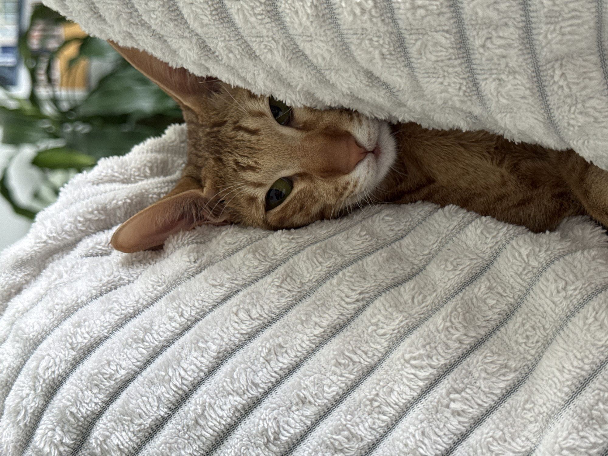 A medium shot depicts an orange tabby cat nestled on a white, striped, plush blanket. The cat is partially covered by the blanket, with only its head and part of its body visible. Its green eyes are open, and it appears relaxed. The background includes a blurred view of a window and foliage, suggesting an indoor setting. It is unknown if this image was taken in the city of Khimki, Russia.