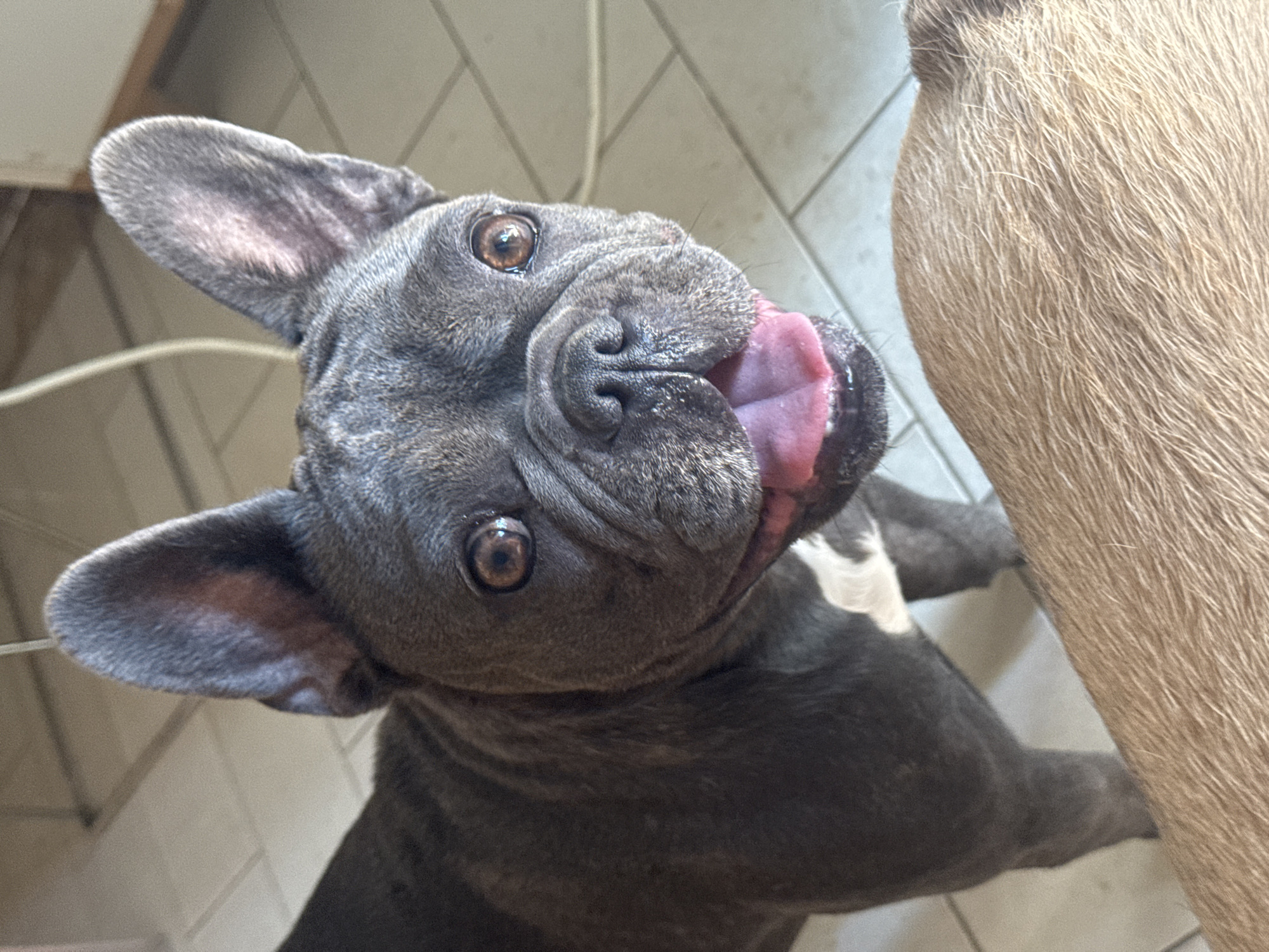 A French bulldog, primarily grey with white markings on its chest, stands looking towards the camera with its mouth open and tongue out. Its large, upright ears are prominent. Part of another dog, with light brown fur, is visible in the foreground, obscuring the lower portion of the French bulldog's body and the immediate surroundings. The background consists of a tiled floor and what appears to be the interior of a building, possibly with a white wire hanging from the ceiling. The scene does not contain any recognizable landmarks or indications of the specific location of San Benedetto del Tronto, Italy.