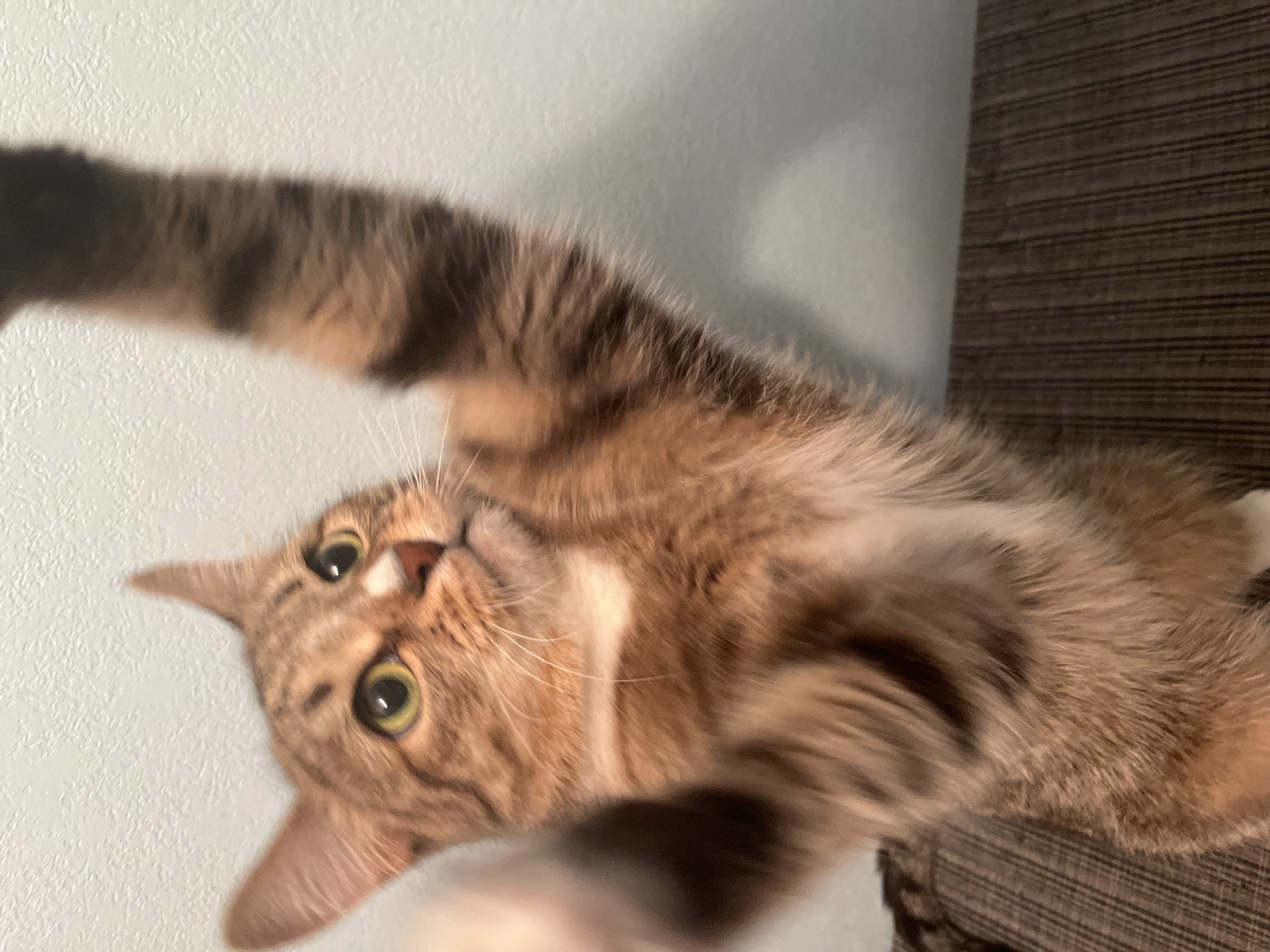 The image shows a tabby cat lying on its back. It is positioned with its head towards the camera, looking upwards. The cat's fur is primarily brown and tan, with some darker stripes. Its eyes are a light green/yellow color. The background consists of a light blue wall and a brown fabric-covered object, possibly furniture. There is no indication of the city of Izhevsk, Russia, or any other location information in the image.