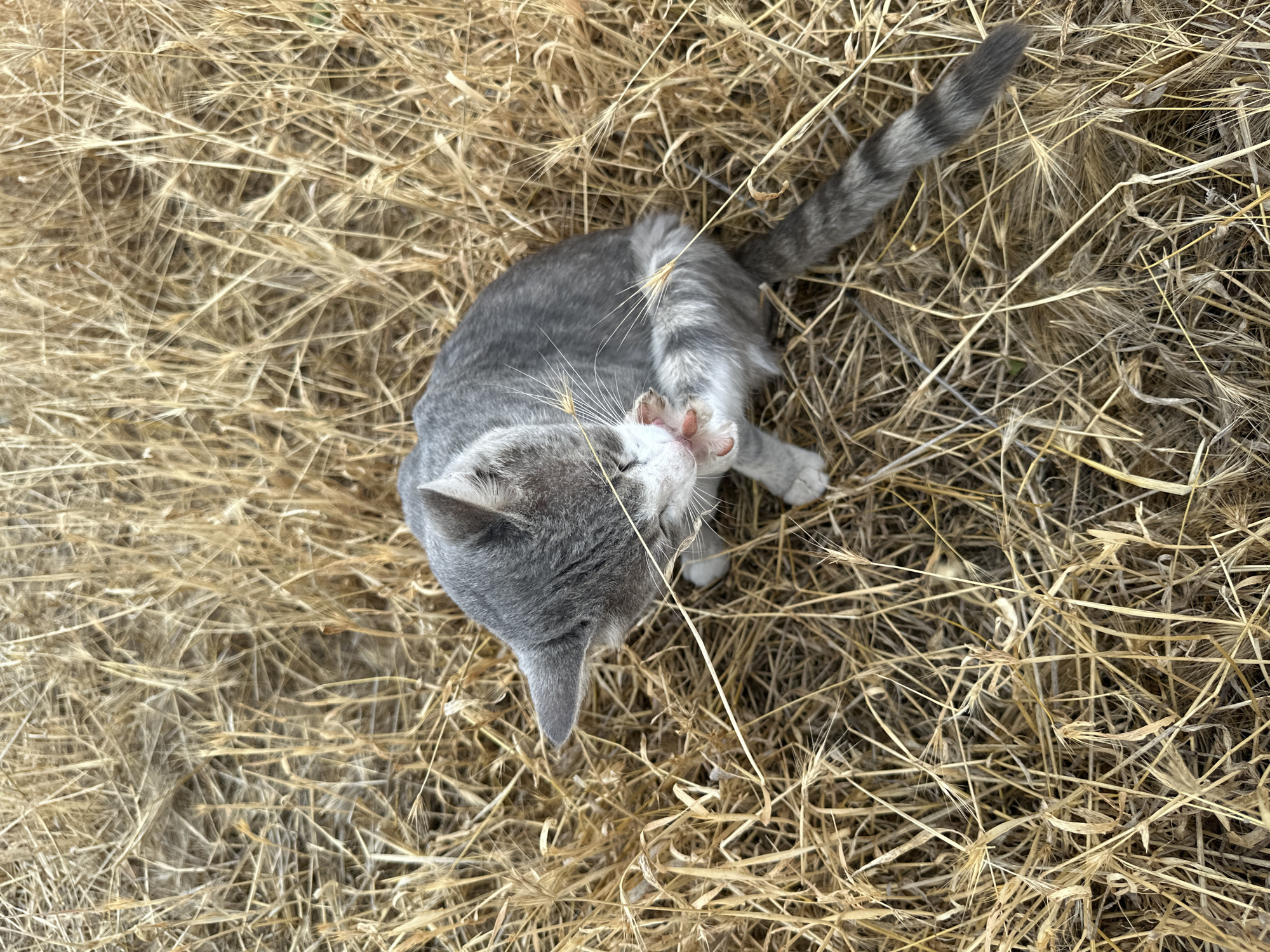 A top-down view captures a grey tabby kitten playing in dry, golden grass. The kitten is curled on its back, with its paws extended upwards, batting at a few stalks of wheat. Its fur is a mixture of grey and white, with distinct tabby markings on its head and tail. The dry grass creates a textured backdrop, with numerous thin stalks crisscrossing the frame. The scene appears to be outdoors, possibly in a rural setting given the dry grass and the provided location context of Sarymoldayev rural district, Kazakhstan. The lighting suggests daytime, with the sun casting natural light on the scene. The kitten's playful posture conveys a sense of joy and engagement with its surroundings. There is no visible text in the image.
