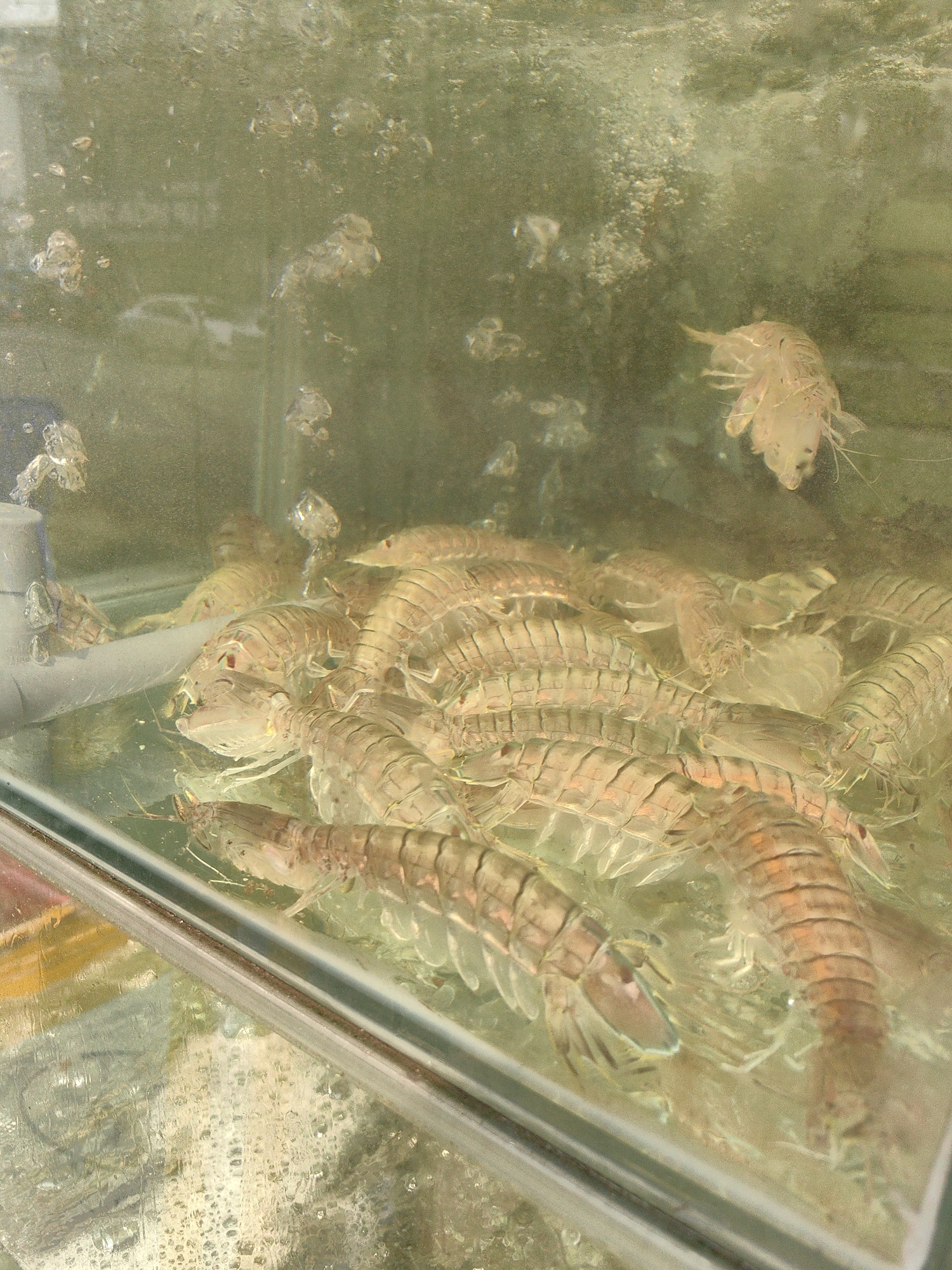 An eye-level, medium shot depicts a tank filled with mantis shrimp in Bai Chay Ward, Vietnam. The tank is made of clear glass with a metal or dark-colored trim. A cluster of shrimp lies in the bottom center, appearing stacked on top of each other. These shrimp are light brown with darker brown horizontal stripes across their bodies. One shrimp is suspended at the top of the tank. Air bubbles are scattered throughout the water. A gray PVC pipe is visible in the upper left corner of the tank. The water appears murky or slightly discolored. The backdrop of the tank is out of focus, but it suggests an outdoor setting or a building with windows.