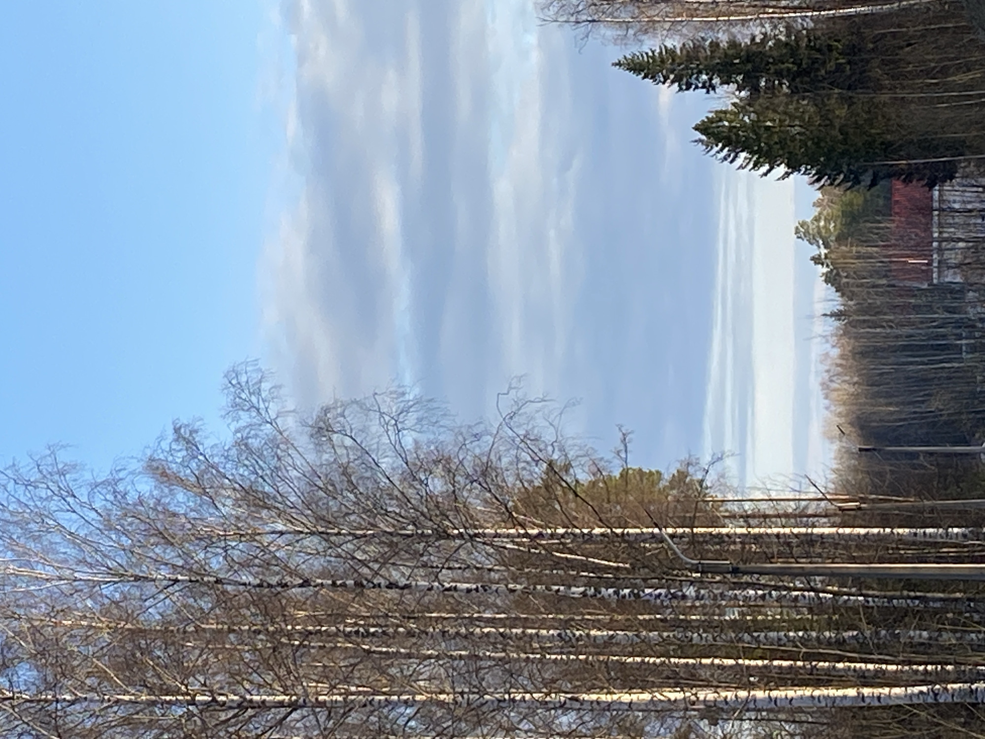 The image presents a landscape dominated by birch trees in their leafless state, their white bark standing out against the backdrop of a partly cloudy sky. A dense forest area can be observed in the distance, with glimpses of a building with a red roof visible beyond the treeline. The scene conveys a sense of early spring or late autumn in a northern region. While it evokes a scene typical of many rural areas in Russia, there is no specific evidence within the image to conclusively place it in Noviy, Russia. The claim to Noviy is unsubstantiated by the visual content.