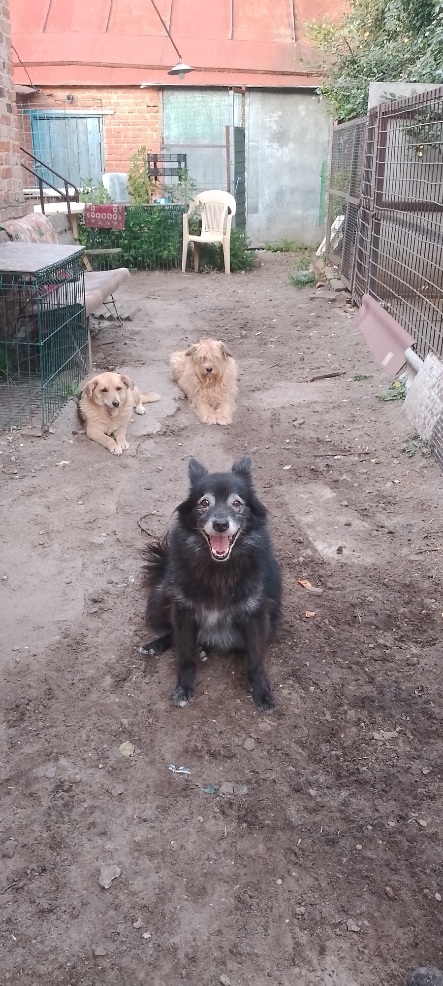 The image depicts an outdoor scene, likely a backyard or an enclosed yard, featuring three dogs. The environment is dusty and appears somewhat unkempt, with visible dirt, scattered leaves, and debris on the ground. In the background, there is a brick building with a red roof, a closed metallic gate, and a chain-link fence. A white plastic chair is positioned in the middle ground. The foreground is dominated by the dogs. One black and grey dog is sitting in the center, looking directly at the camera with its mouth open and tongue visible. To the left and slightly behind it, a tan-colored dog is lying down. Further back, another tan-colored, shaggy dog is also lying down. The lighting suggests it is daytime, possibly late afternoon. No explicit references to the city of Belgorod, Russia, are present within the image itself.