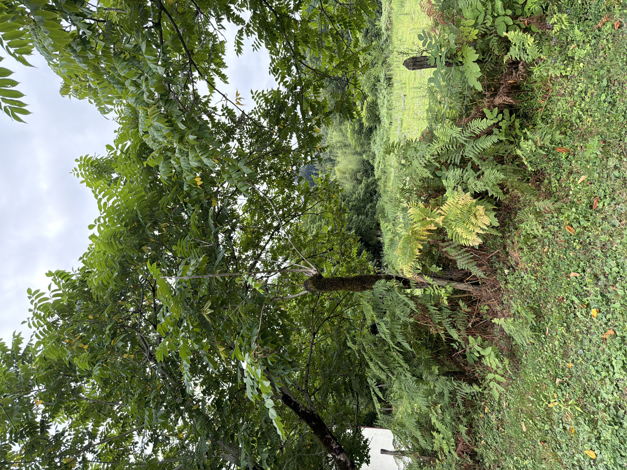 The image depicts a lush, overgrown natural landscape near Kveda Sameba, Georgia. In the foreground, dense ferns and low-lying green ground cover dominate the scene, interspersed with fallen brown leaves. A tree trunk, partially covered in moss, stands to the left, with its branches extending upwards and outwards, heavy with green leaves. A darker, thicker tree trunk is visible further left, also moss-covered. Beyond the ferns, a field of tall green grass stretches into the distance, bordered by a line of trees and bamboo. The sky above is overcast with gray clouds. A wooden fence post with wire fencing is partially visible on the right side of the image. The overall impression is one of a wild, untamed natural environment under a muted sky.