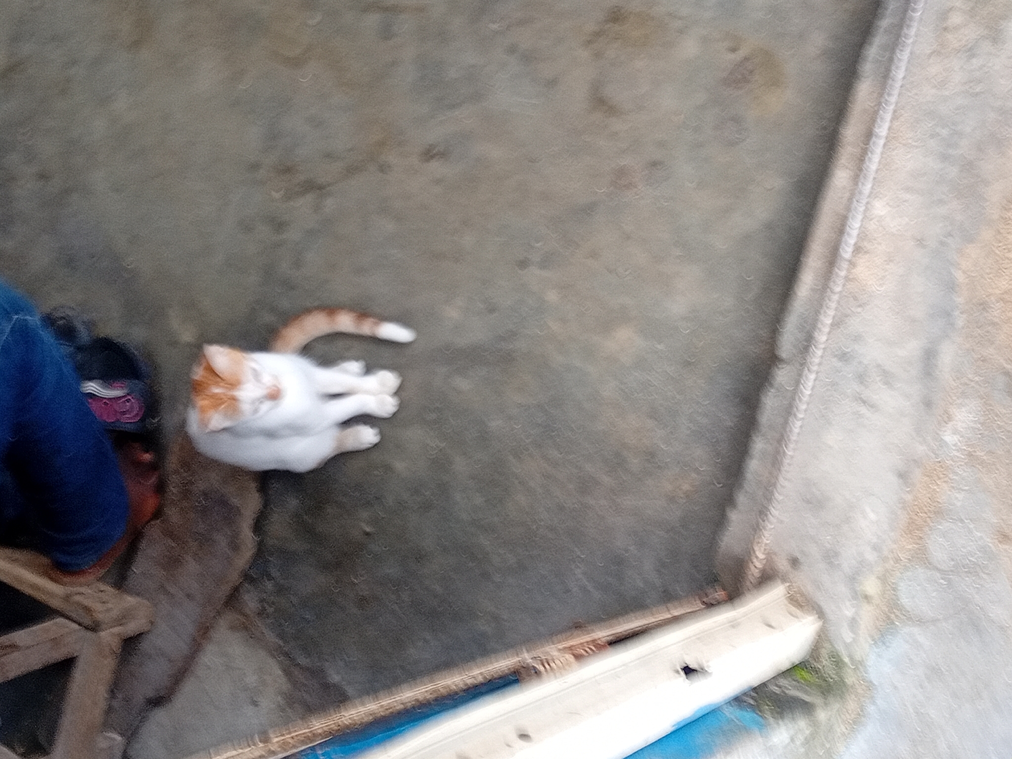 A calico cat with white and orange fur sits on a rough, gray concrete surface. The cat is facing forward with its eyes closed and its tail curled around its body. In the background, a person's legs are visible, wearing blue pants and what appear to be pink and black sandals. The person is seated on a wooden structure. The environment appears to be outdoors, possibly a courtyard or walkway, with a blue and white structure on the left side of the frame.