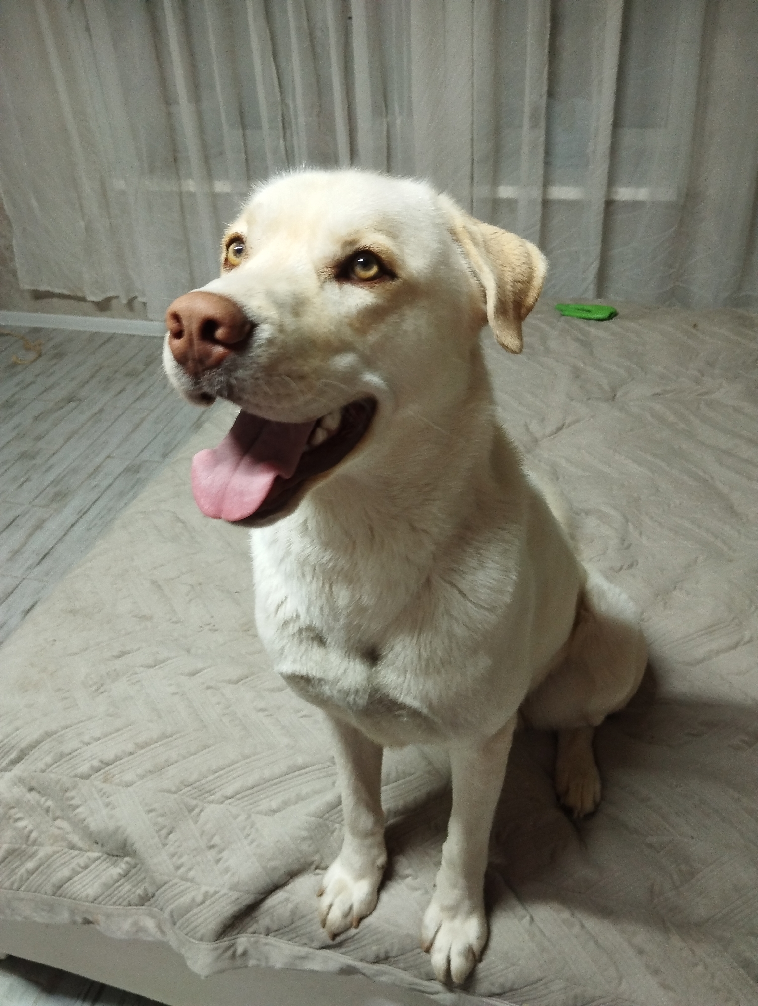A pale Labrador Retriever sits on a grey quilted bedspread. The dog is looking slightly upwards and to the left, its mouth open with its pink tongue showing. The dog has light brown eyes and a pink nose. In the background are semi-sheer white curtains. A small green object is partially visible on the bed behind the dog. The location is implied to be Grishanki, Russia, though this is not visually verifiable.