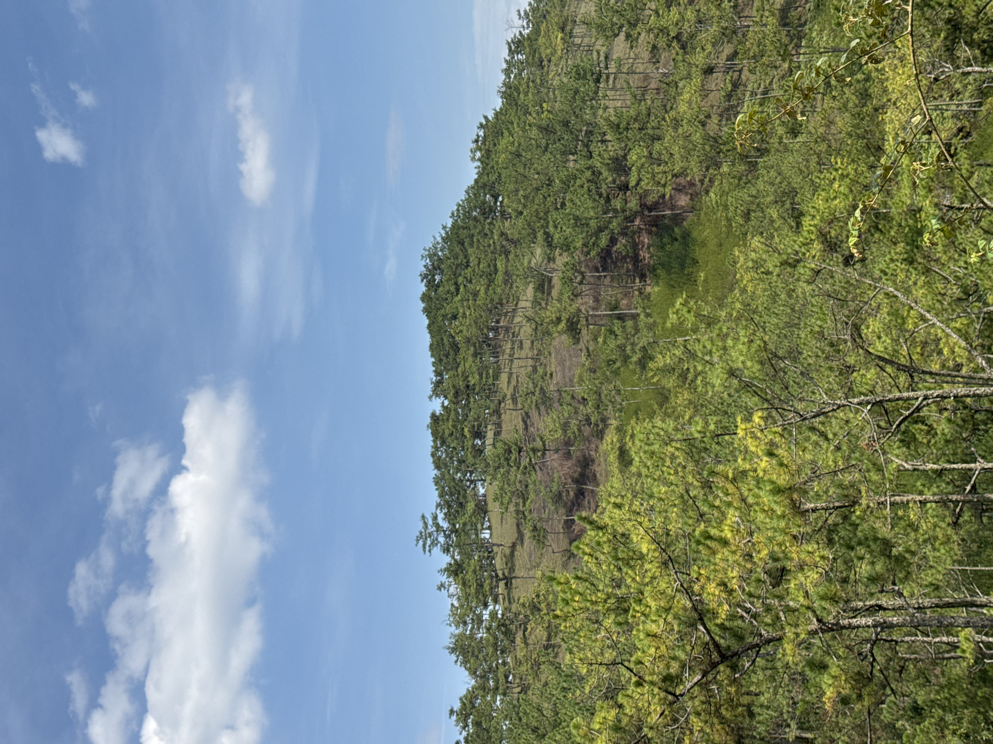 The image depicts a hillside covered in pine trees under a blue sky with scattered white clouds. The hillside appears to be in Lạc Dương, Vietnam, based on the prevalence of pine forests in that region. The trees grow densely, and the ground beneath is visible in some areas, suggesting a sparse undergrowth. The image is taken from a slightly elevated perspective, looking up the hillside. The presence of pine trees and the sky indicate an outdoor, natural setting.