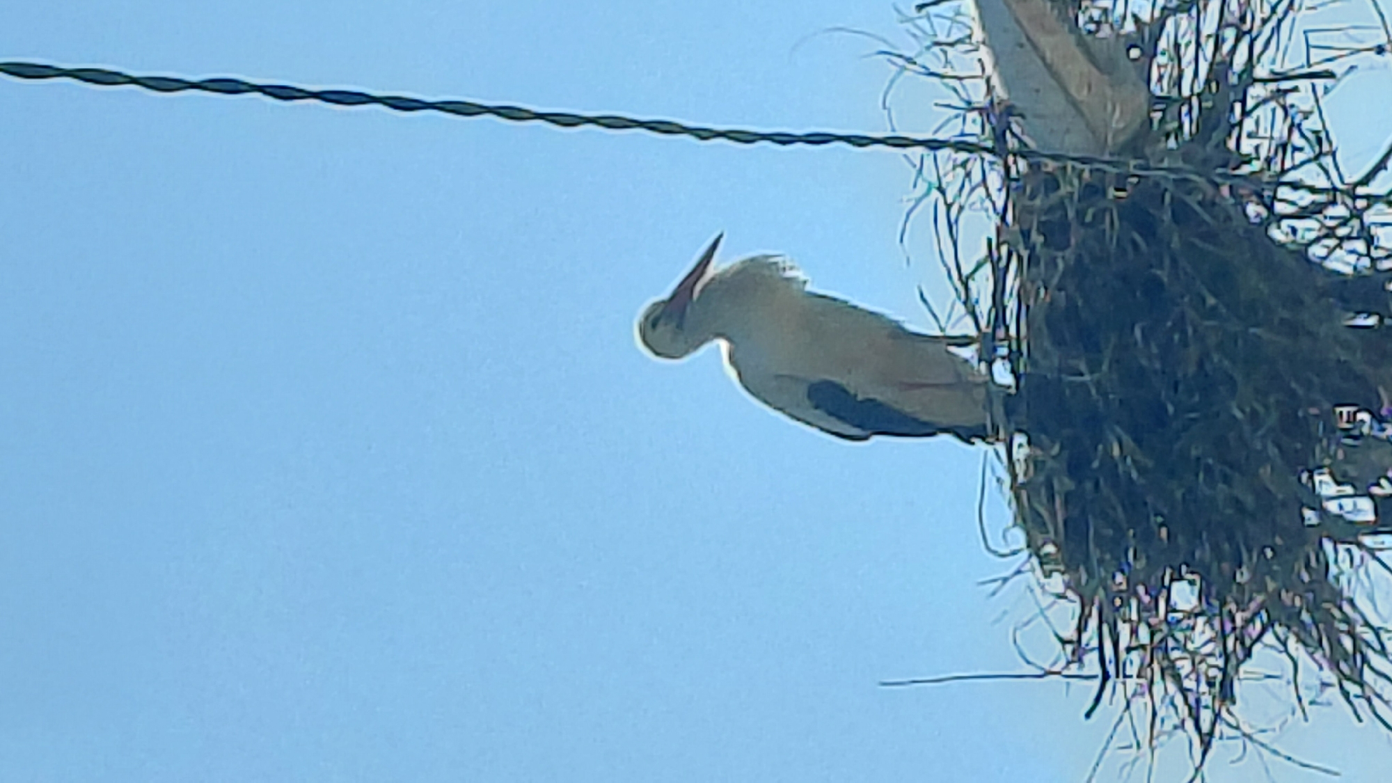 A white stork stands on a large, untidy nest constructed atop a utility pole, silhouetted against a bright blue sky. The nest is made of twigs and straw. A single, twisted electrical wire runs horizontally across the upper left portion of the frame. The location is Unknown, Unknown.
