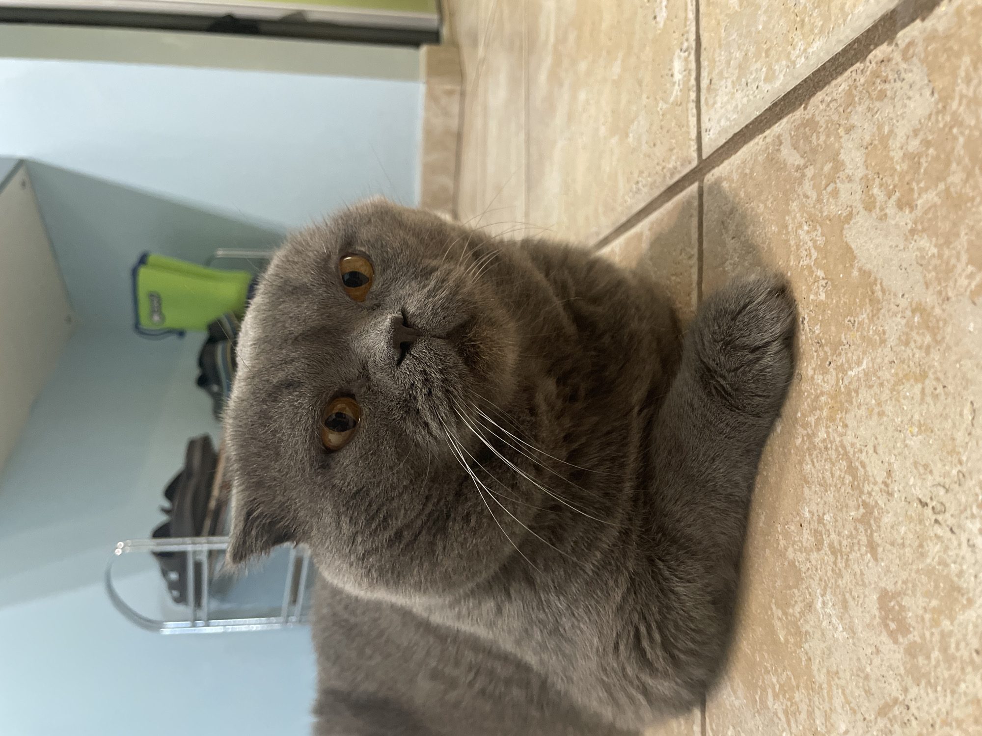 A gray or blue Scottish Fold cat with amber-colored eyes is the central subject of the image. The cat is lying down on a light tan, tiled floor, looking directly towards the viewer with a curious or relaxed expression. Its distinctive folded ears are visible, contributing to its round facial appearance, and its long white whiskers are prominent against its dark fur.
The tiled floor features discernible grout lines, indicating an indoor setting. In the background, behind the cat, a light blue wall or surface is visible, suggesting a room. To the left side of the frame, a blurry green object, possibly a bag or part of a pet accessory, can be seen. Further back and slightly to the right, a metallic rack or stand, potentially for shoes or storage, is partially visible. The lighting appears to be indoor ambient light, making the time of day indeterminate. There is no visible text in the image.