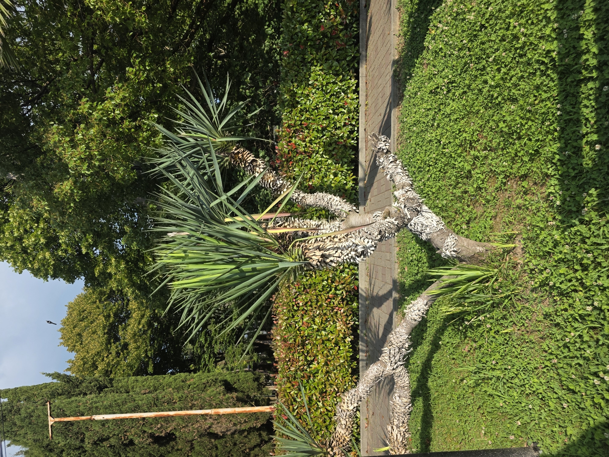 A yucca tree with a twisted, textured trunk and spiky green leaves is centrally located in a park setting in Sochi, Russia. The tree is growing in a patch of bright green grass dotted with small white clover flowers. Behind the yucca tree, a neatly trimmed green hedge forms a backdrop, and beyond that, a dense canopy of mature green trees provides shade. A brick-paved walkway runs horizontally across the middle ground, casting shadows from the yucca tree. To the left of the yucca tree, a tall, slender, rusty orange lamppost stands beside a dark green evergreen tree. The sky is a pale blue with scattered clouds. A single bird is visible in flight against the sky.